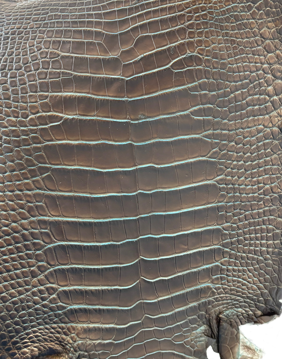 25-30 cm Grade 2/3 Pacifica Matte American Alligator Leather | Closeout Deal
