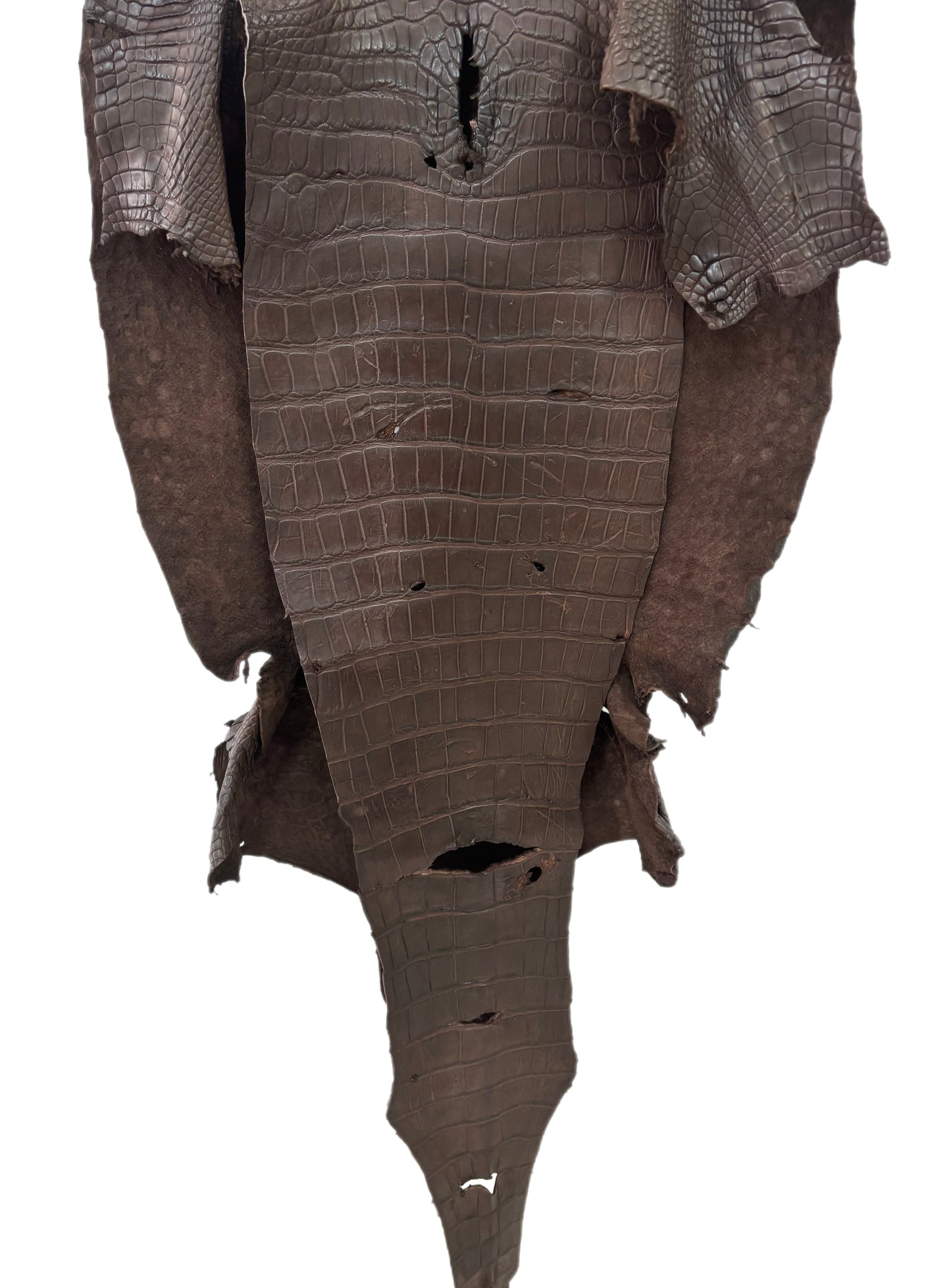 49 cm Grade 4/5 Chocolate Matte Wild American Alligator Leather - Tag: LA23-0003567