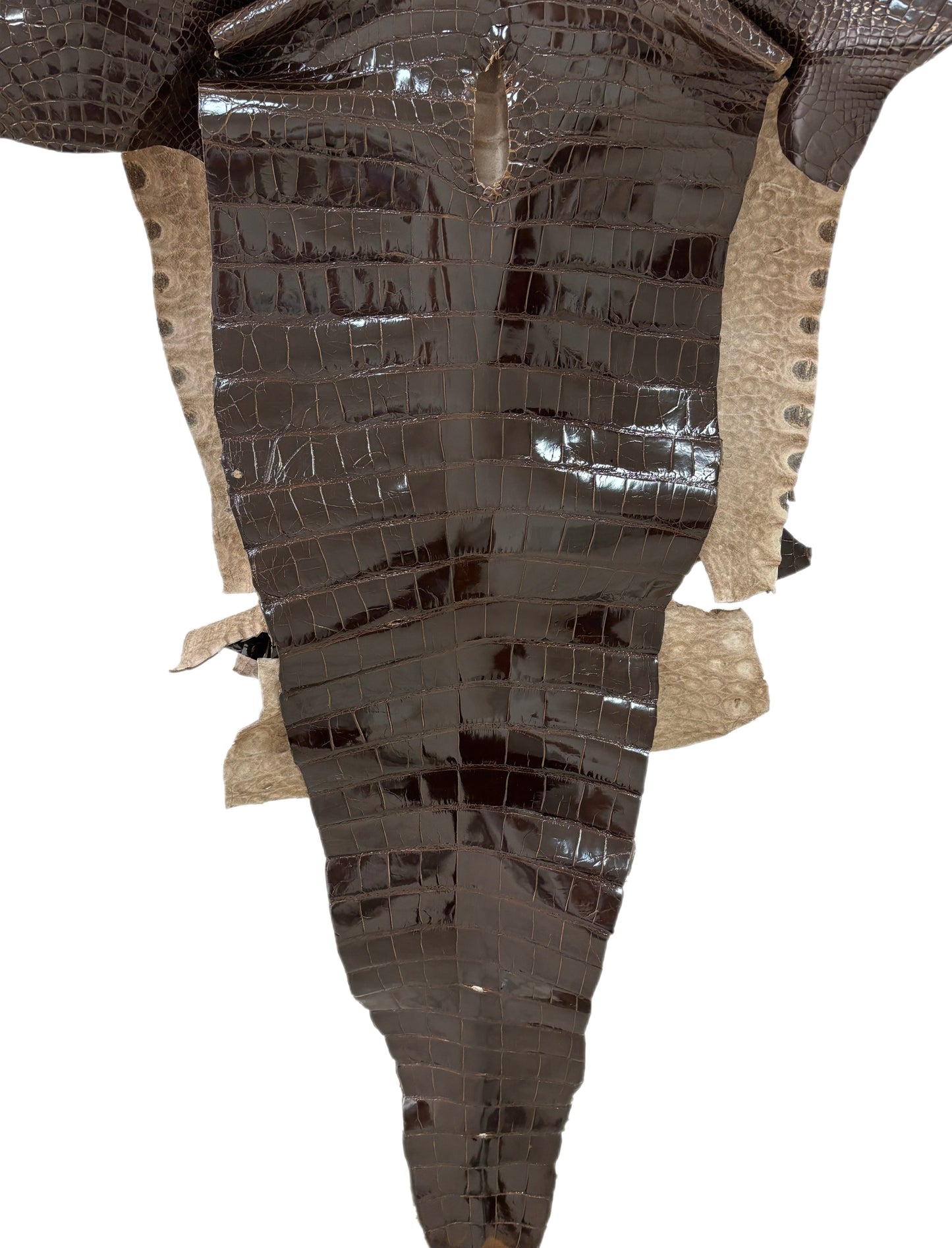 55 cm Grade 2/3 Sport Rust Brown Glazed Farm-Raised American Alligator Leather - Tag: FL14-0004028