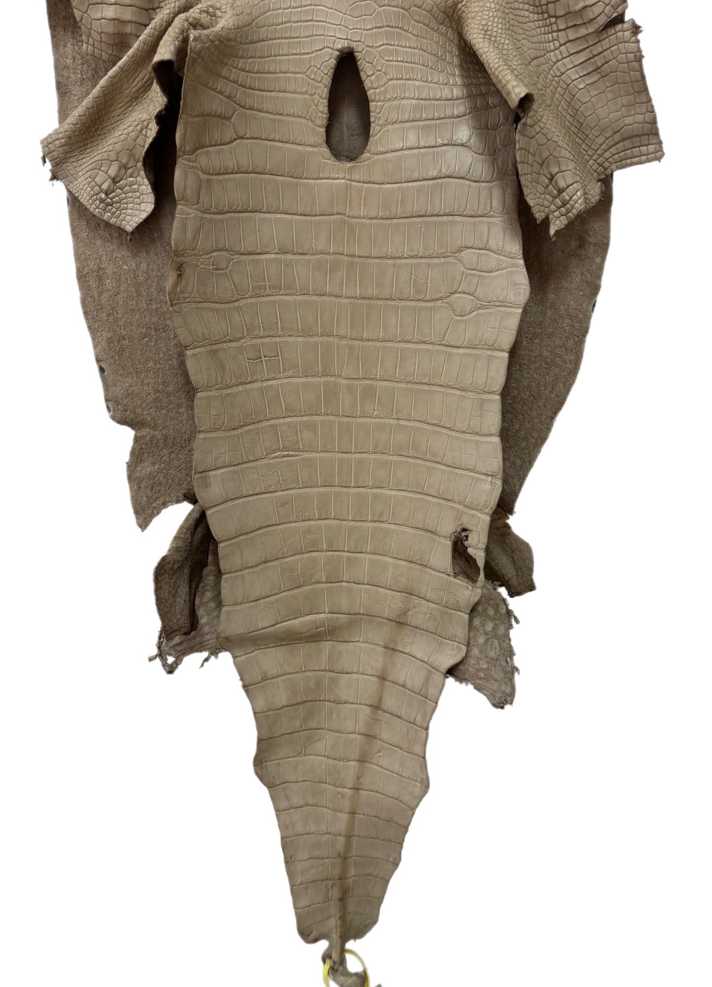 50 cm Grade 2/3 Oatmeal Matte Wild American Alligator Leather - Tag: LA25-0043914