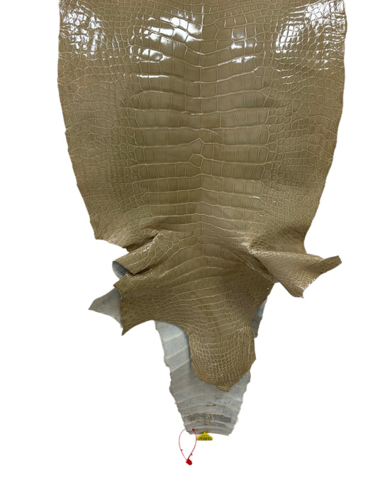 43 cm Grade 3/4 Ash Glazed Wild American Alligator Leather - Tag: ITCC-0539968