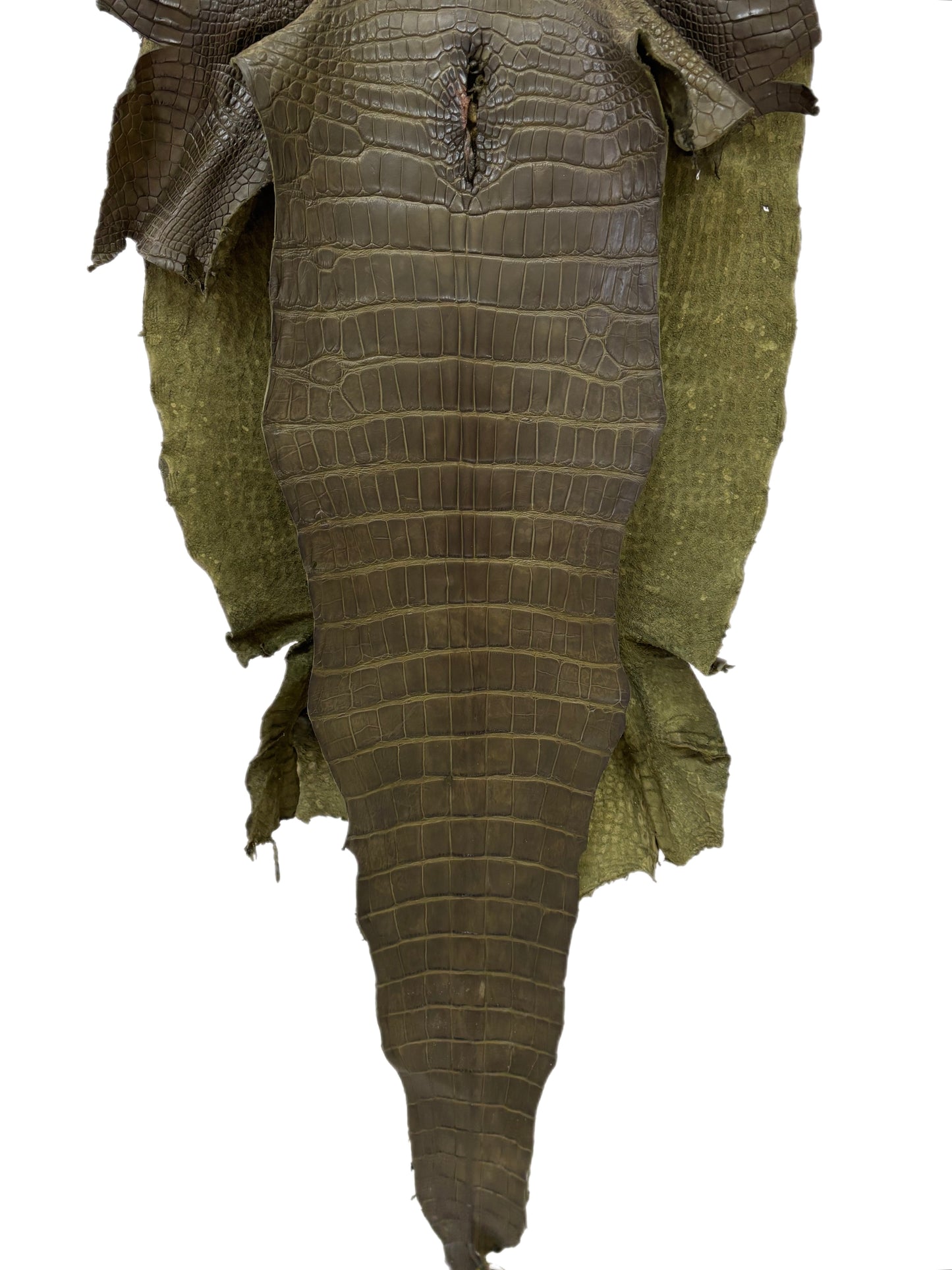51 cm Grade 3/4 Loden Green Matte Wild American Alligator Leather - Tag: LA22-0021168