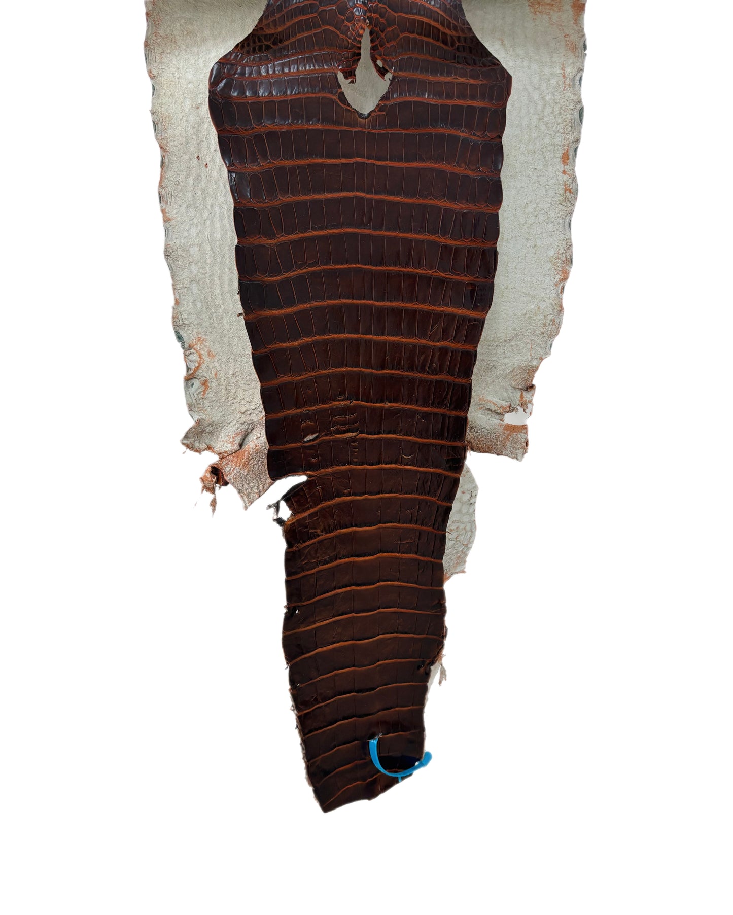 35 cm Grade 1/2 Sienna Matte Wild American Alligator Leather - Tag: ESRE-0050780