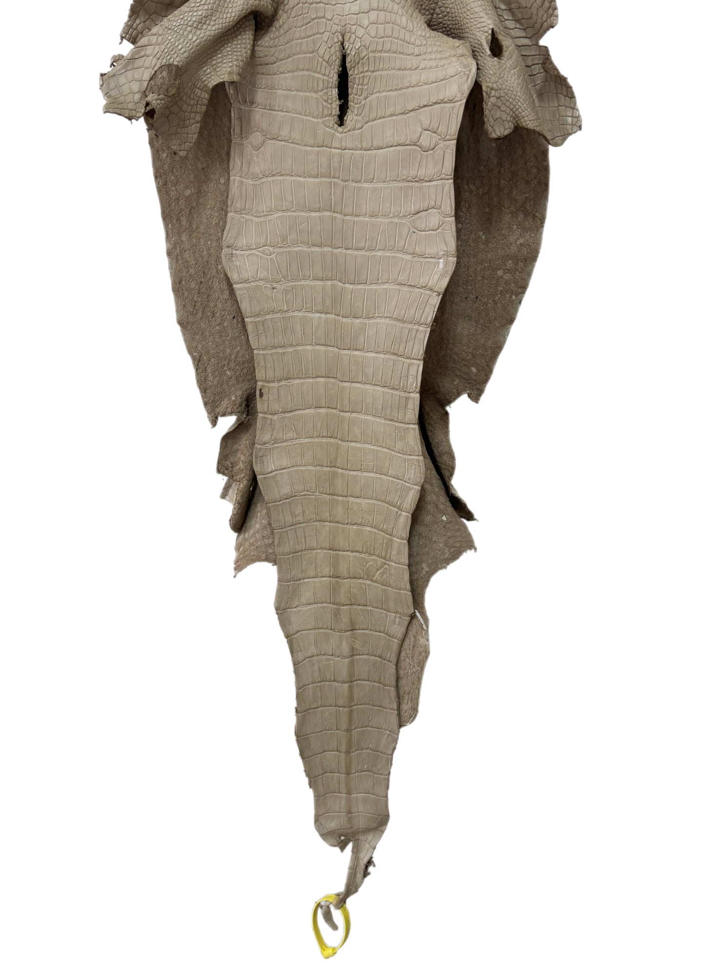 36 cm Grade 3/4 Oatmeal Matte Wild American Alligator Leather - Tag: LA25-0009418