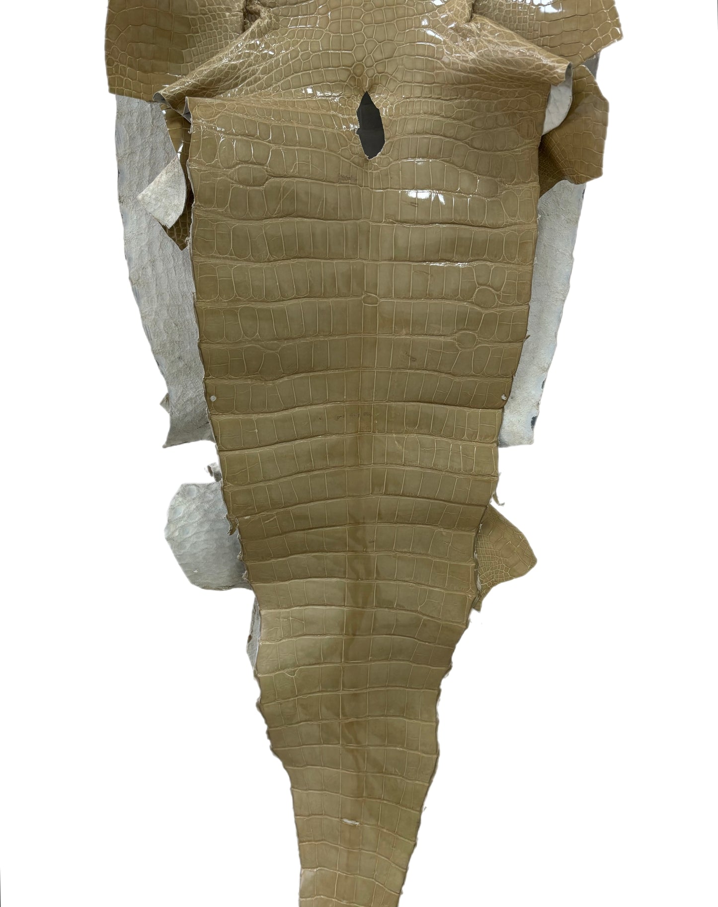 43 cm Grade 3/4 Ash Glazed Wild American Alligator Leather - Tag: ITCC-0539968