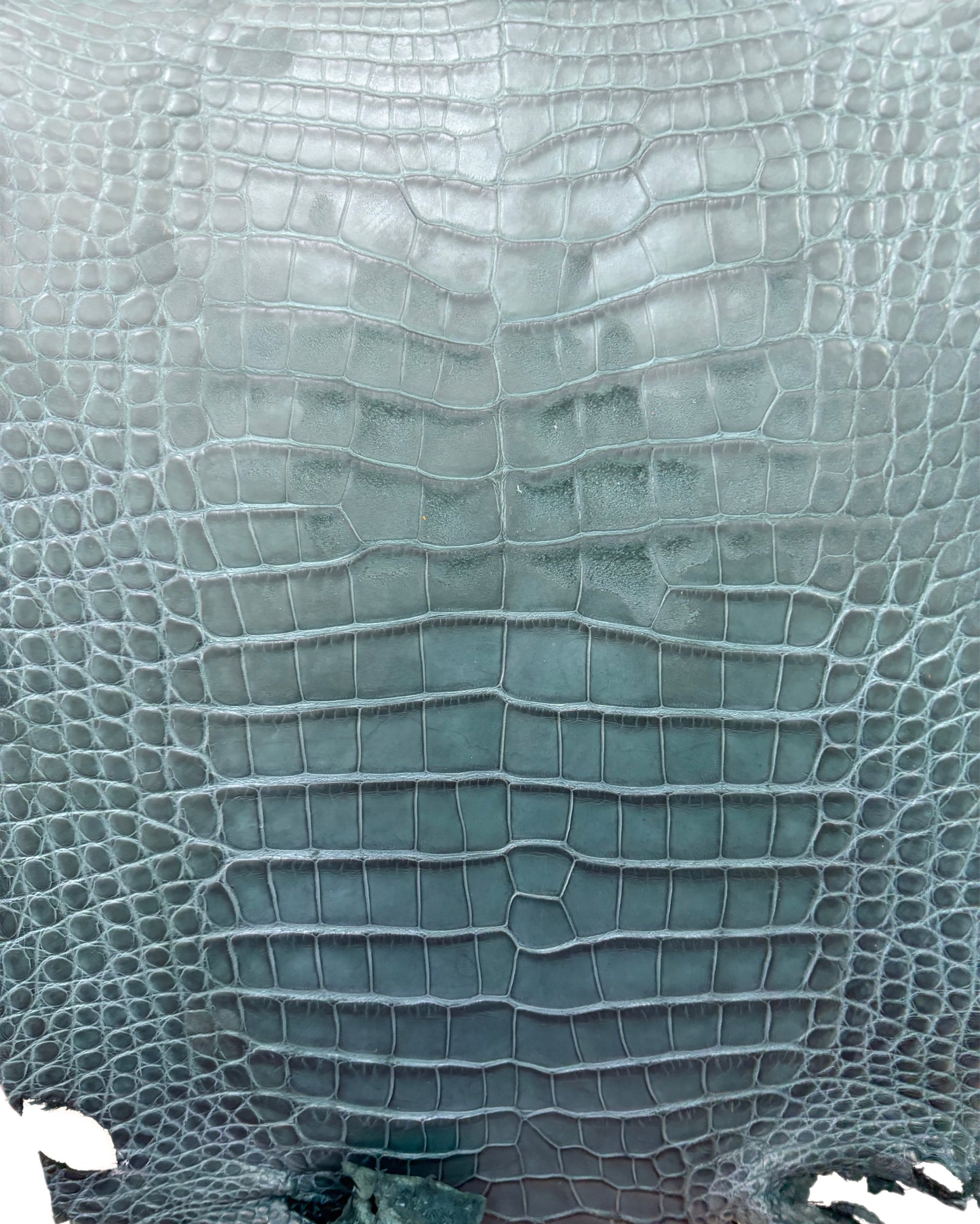 23 cm Grade 4/5 Teal Matte Farm-Raised American Alligator Leather - Tag: FL22-0030247