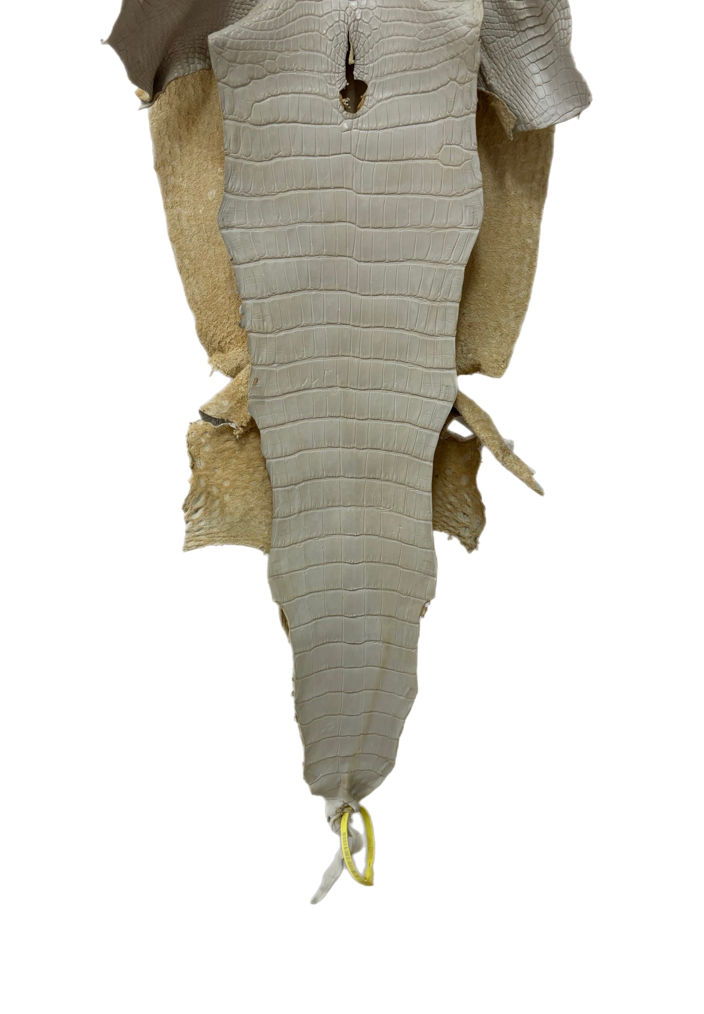 36 cm Grade 2/3 Dune Matte Wild American Alligator Leather - Tag: LA25-0009843