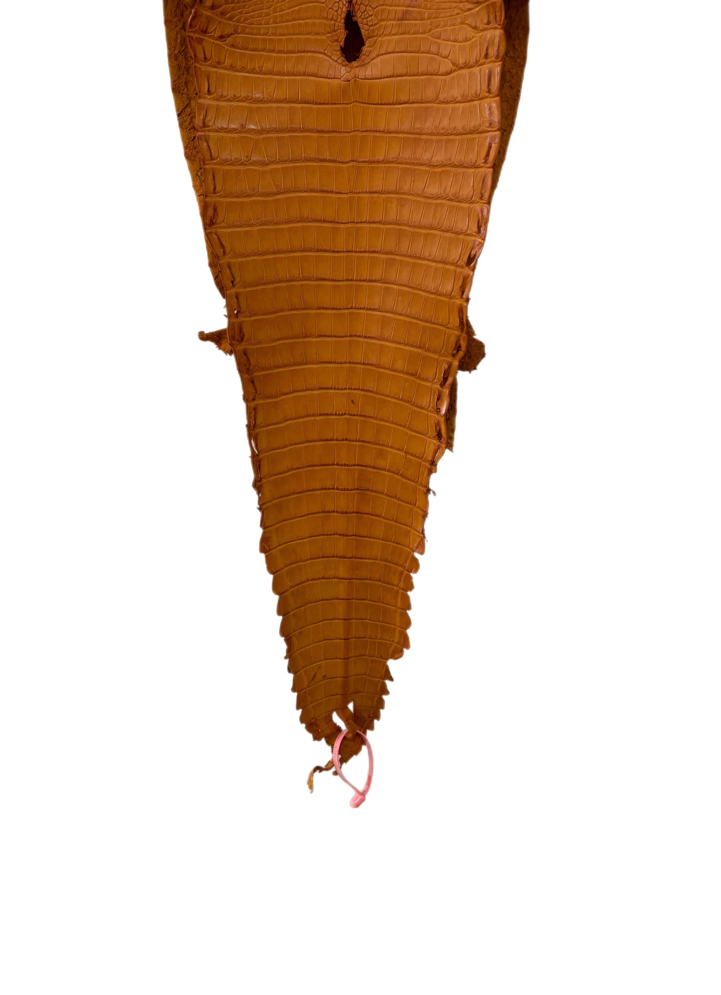 29 cm Grade 1/2 Buttercup Matte Farm-Raised American Alligator Leather - Tag: FL21-0023972