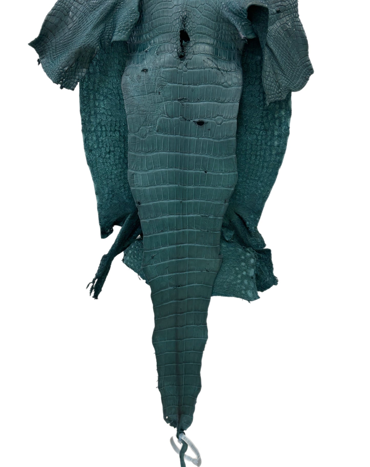 34 cm Grade 3/4 Teal Matte Wild American Alligator Leather - Tag: LA23-0034106