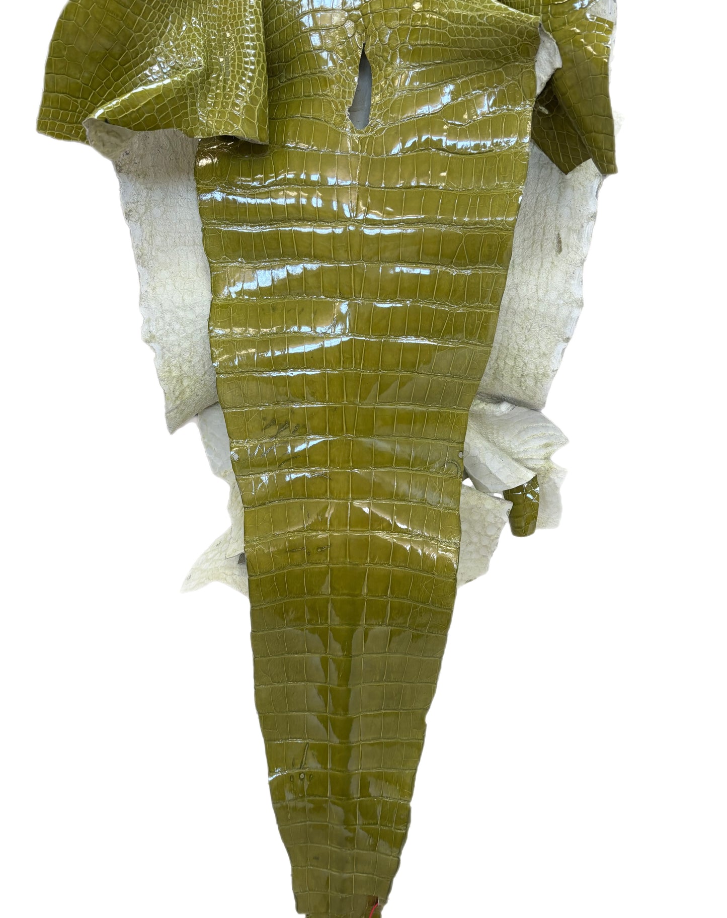 CLOSEOUT | 45 cm Grade 2/3 Muguet Glazed Wild American Alligator Leather - Tag: CCIT-0539940