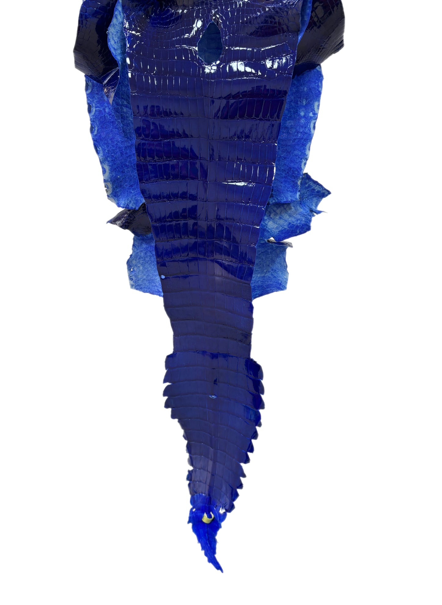 29 cm Grade 1 Electric Blue Glazed Wild American Alligator Leather - Tag: FL22-0002254
