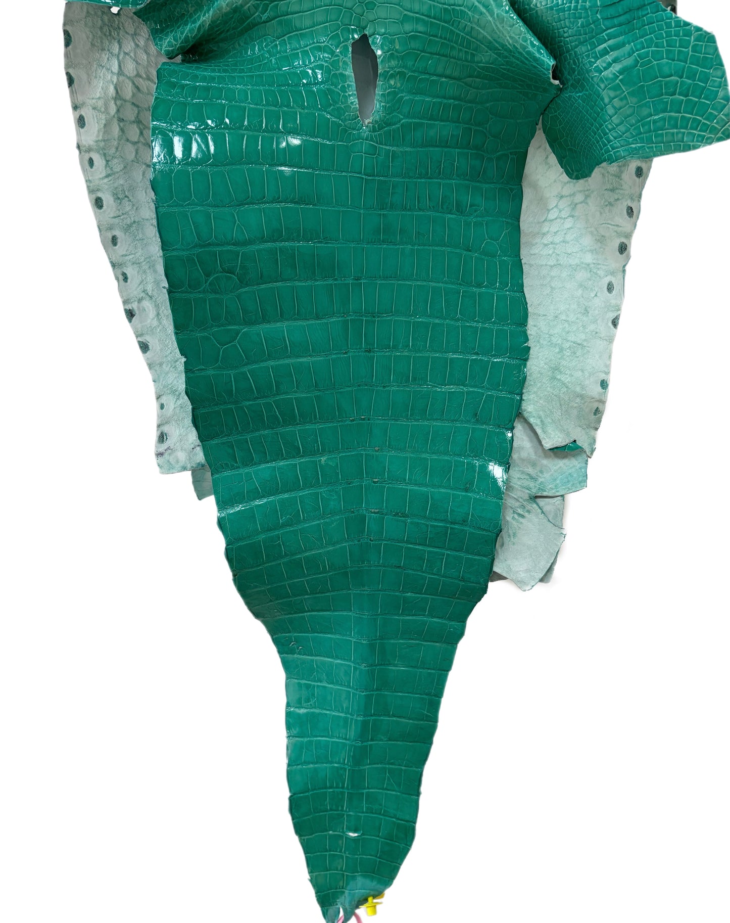 51 cm Grade 2/3 Tiffany Blue Glazed Wild American Alligator Leather - Tag: FL14-0003648