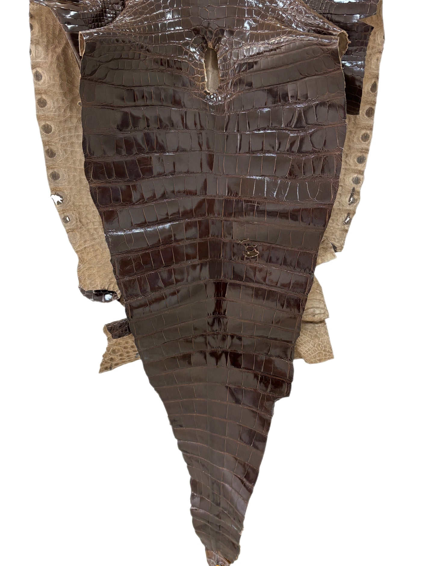 56 cm Grade 2/3 Sport Rust Brown Glazed Farm-Raised American Alligator Leather - Tag: LA14-0074042