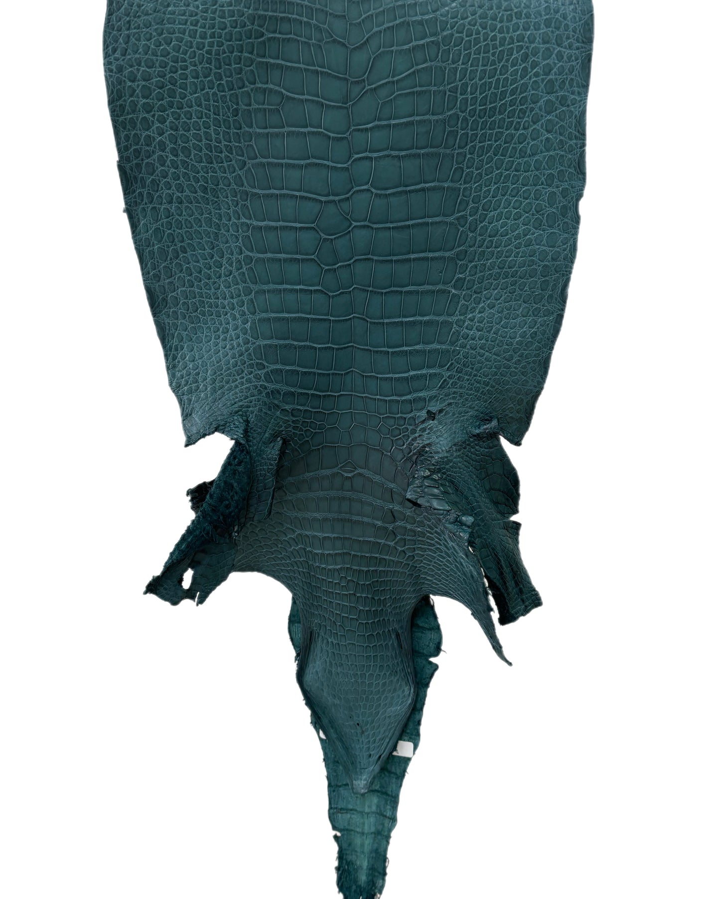 35 cm Grade 2/3 Teal Matte Wild American Alligator Leather - Tag: LA23-0019956