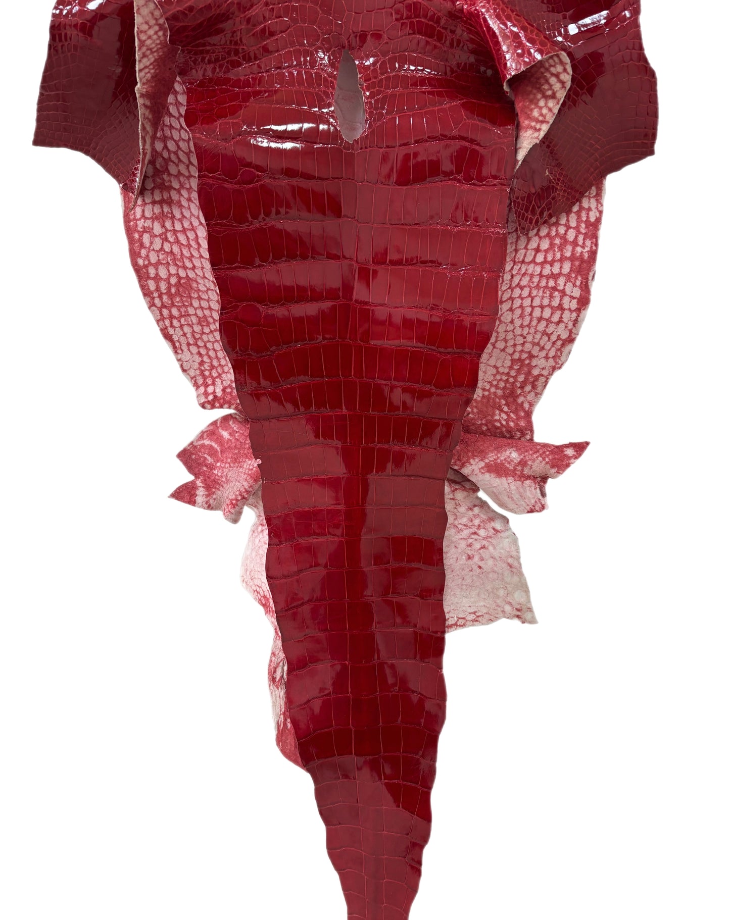39 cm Grade 1/2 Red Glazed Wild American Alligator Leather - Tag: LA15-0028743