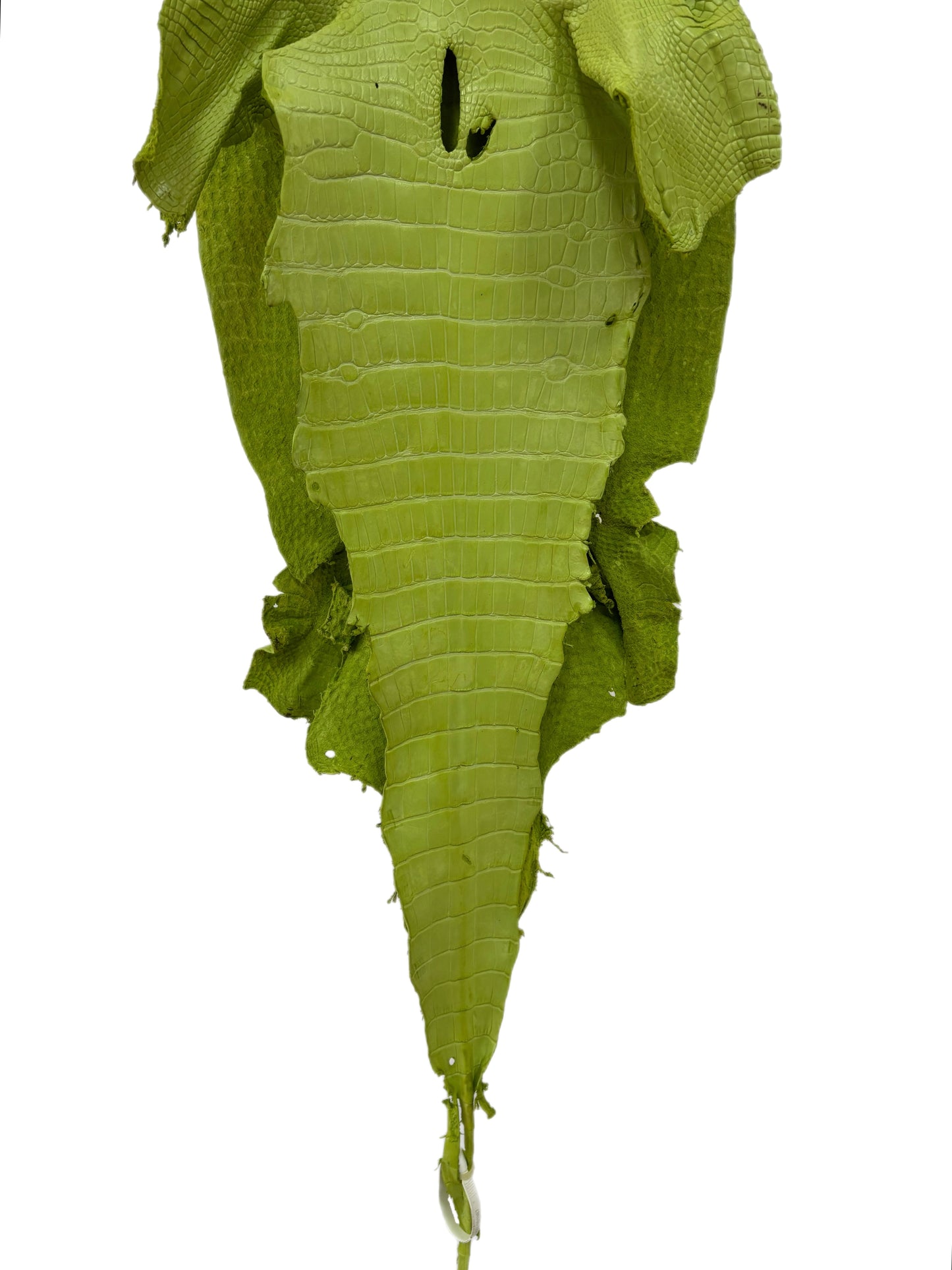37 cm Grade 3/4 Chartreuse Matte Wild American Alligator Leather - Tag: LA23-0001987
