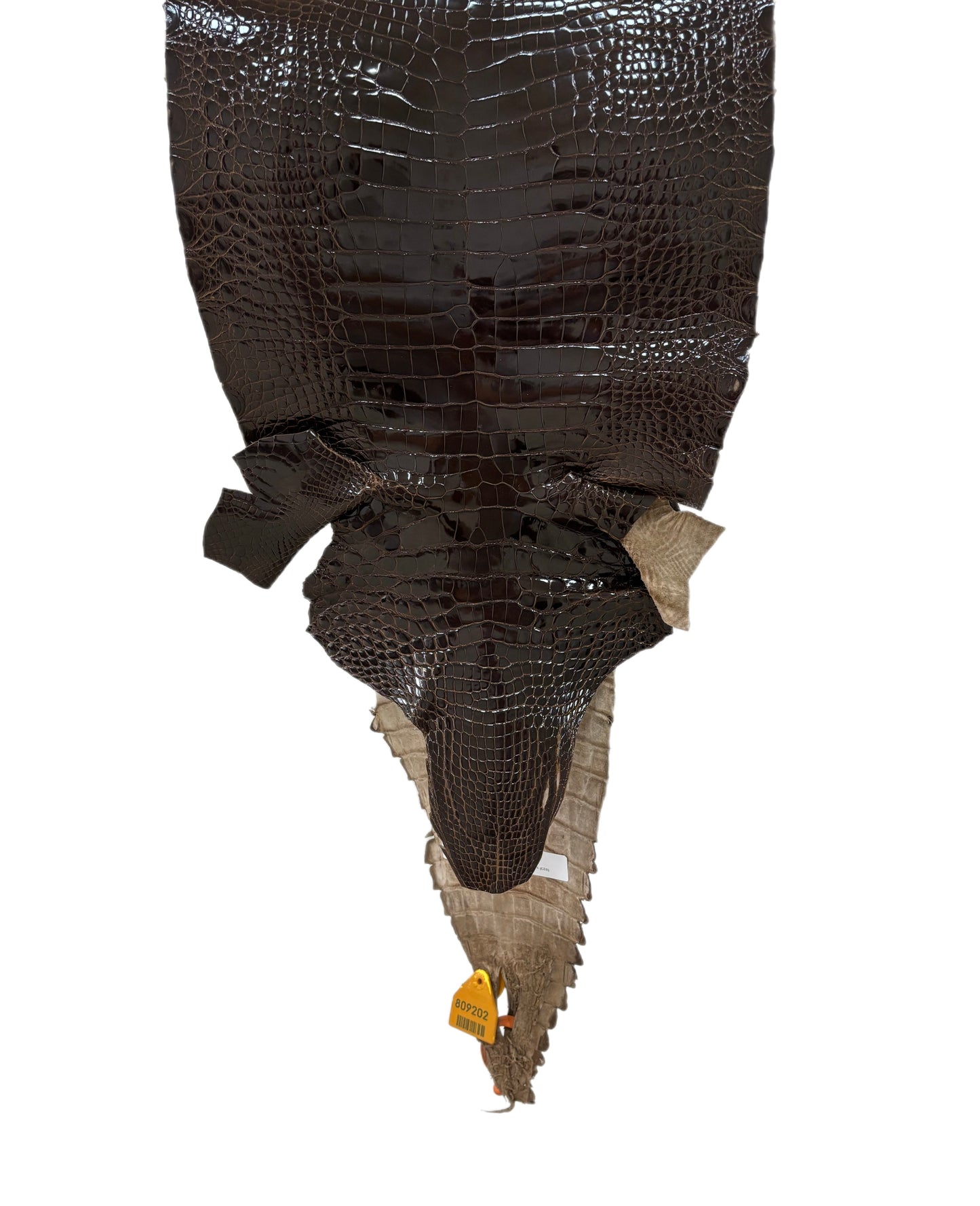 31 cm Grade 1 Sport Rust Brown Glazed Farm-Raised American Alligator Leather - Tag: GA14-0003106