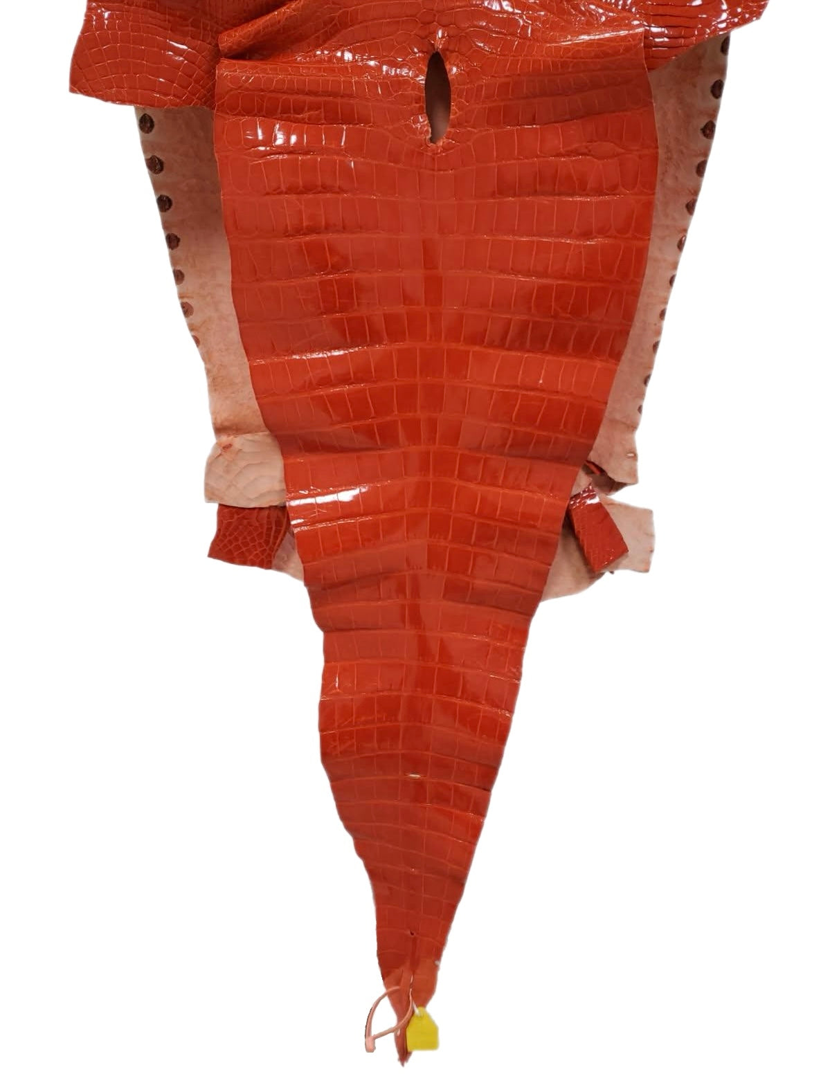 58 cm Grade 1/2 Mandarina Glazed Farm-Raised American Alligator Leather - Tag: FL14-0004049