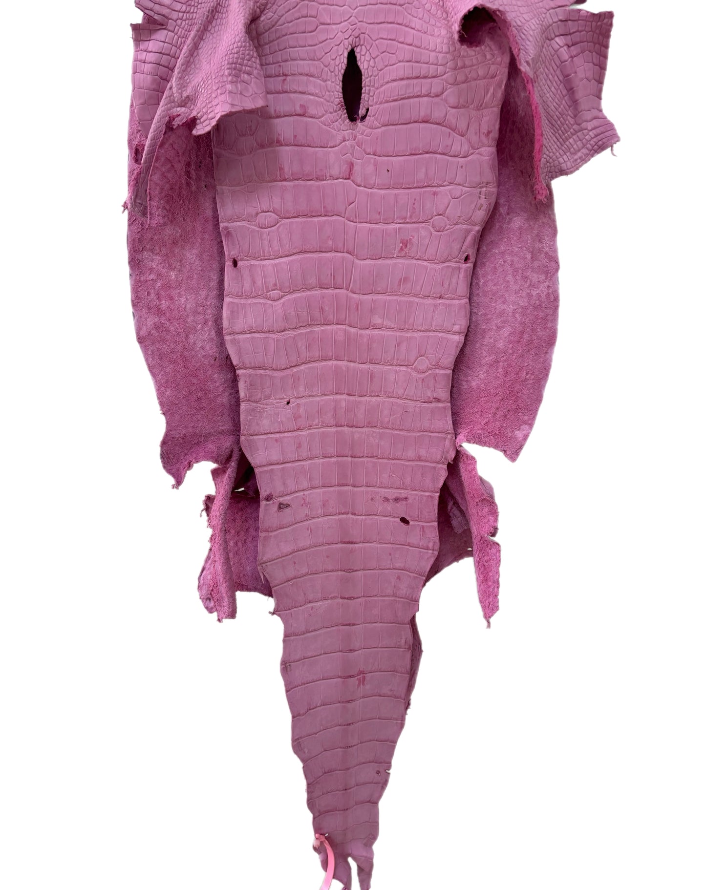 40 cm Grade 3/4 Cotton Candy Matte Wild American Alligator Leather - Tag: MS24-0000582