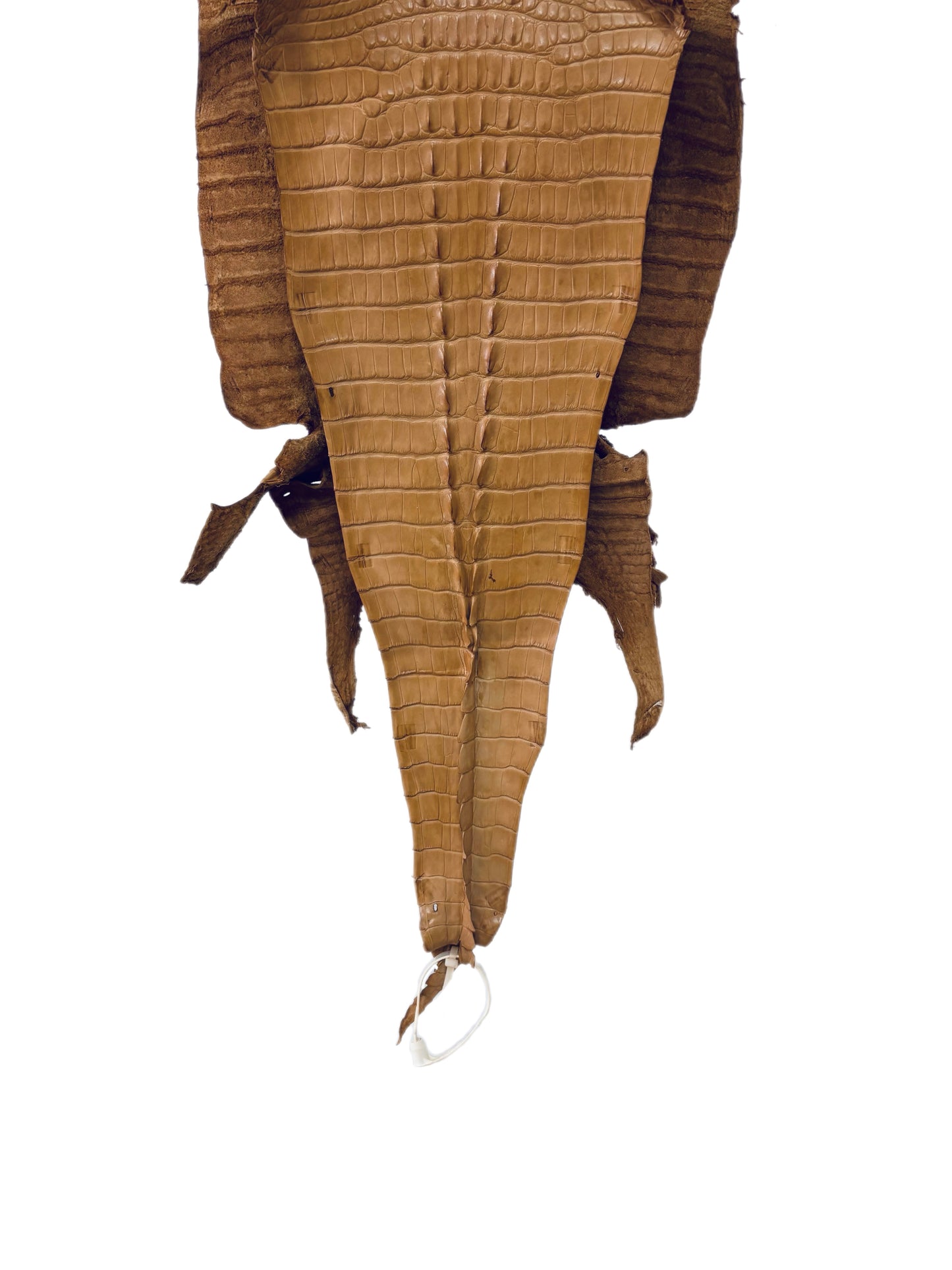 31 cm Grade 1/2 Light Antique Saddle Matte Farm-Raised American Alligator Hornback Leather - Tag: LA23-0377111