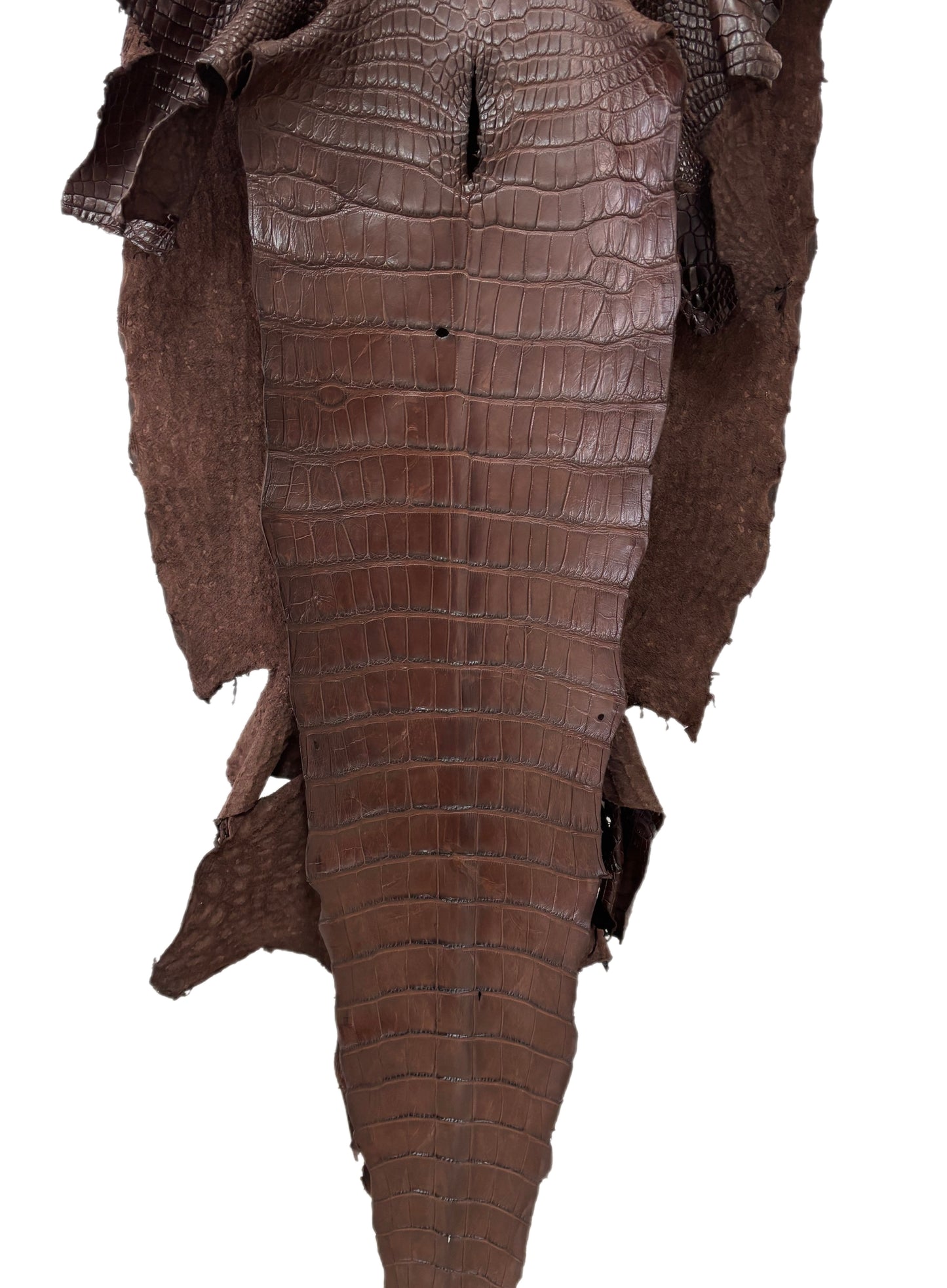 46 cm Grade 3/4 Chocolate Matte Wild American Alligator Leather - Tag: LA23-0019117