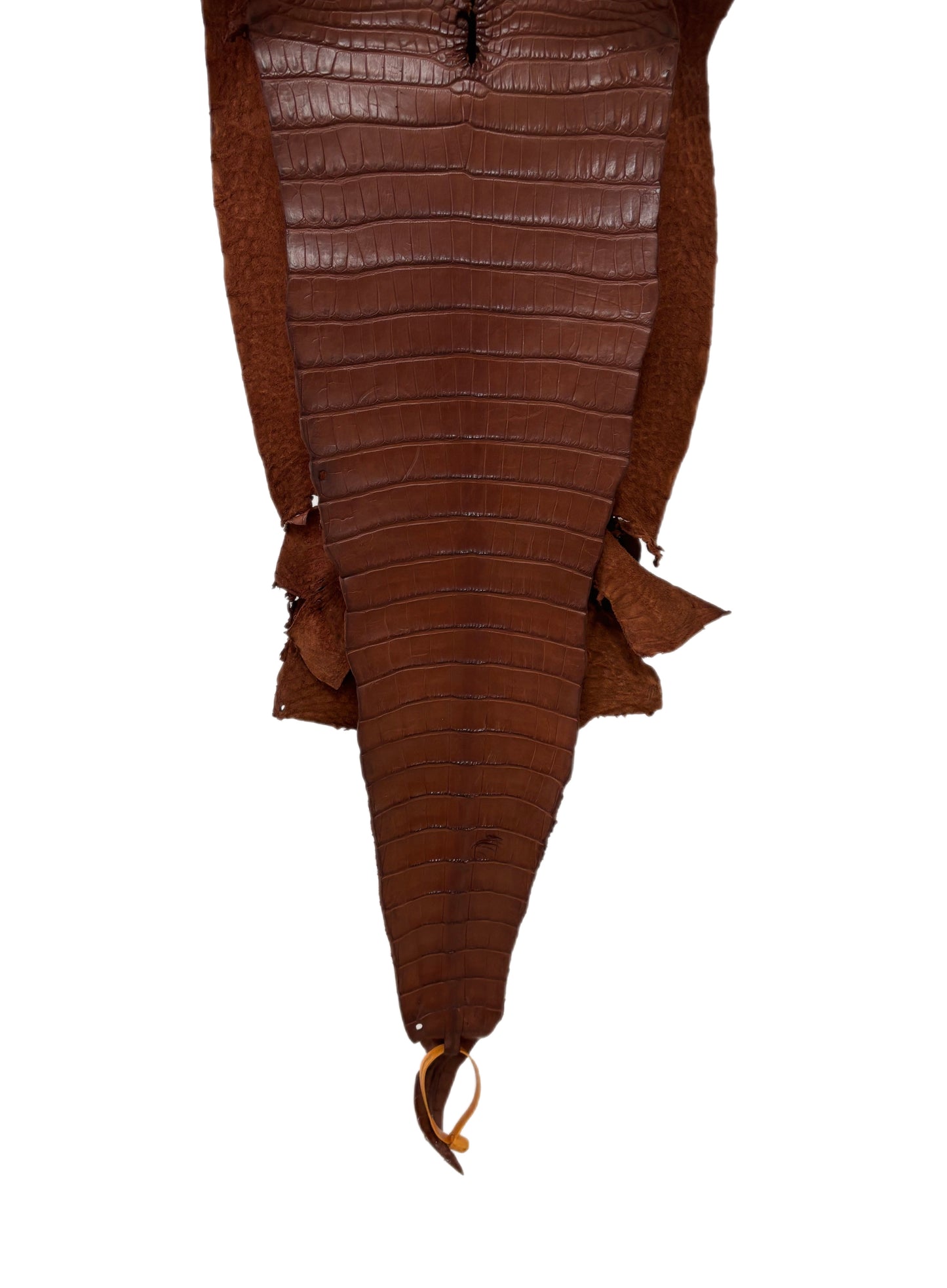 30 cm Grade 2/3 Rodeo Matte Farm-Raised American Alligator Leather - Tag: FL17-0036558