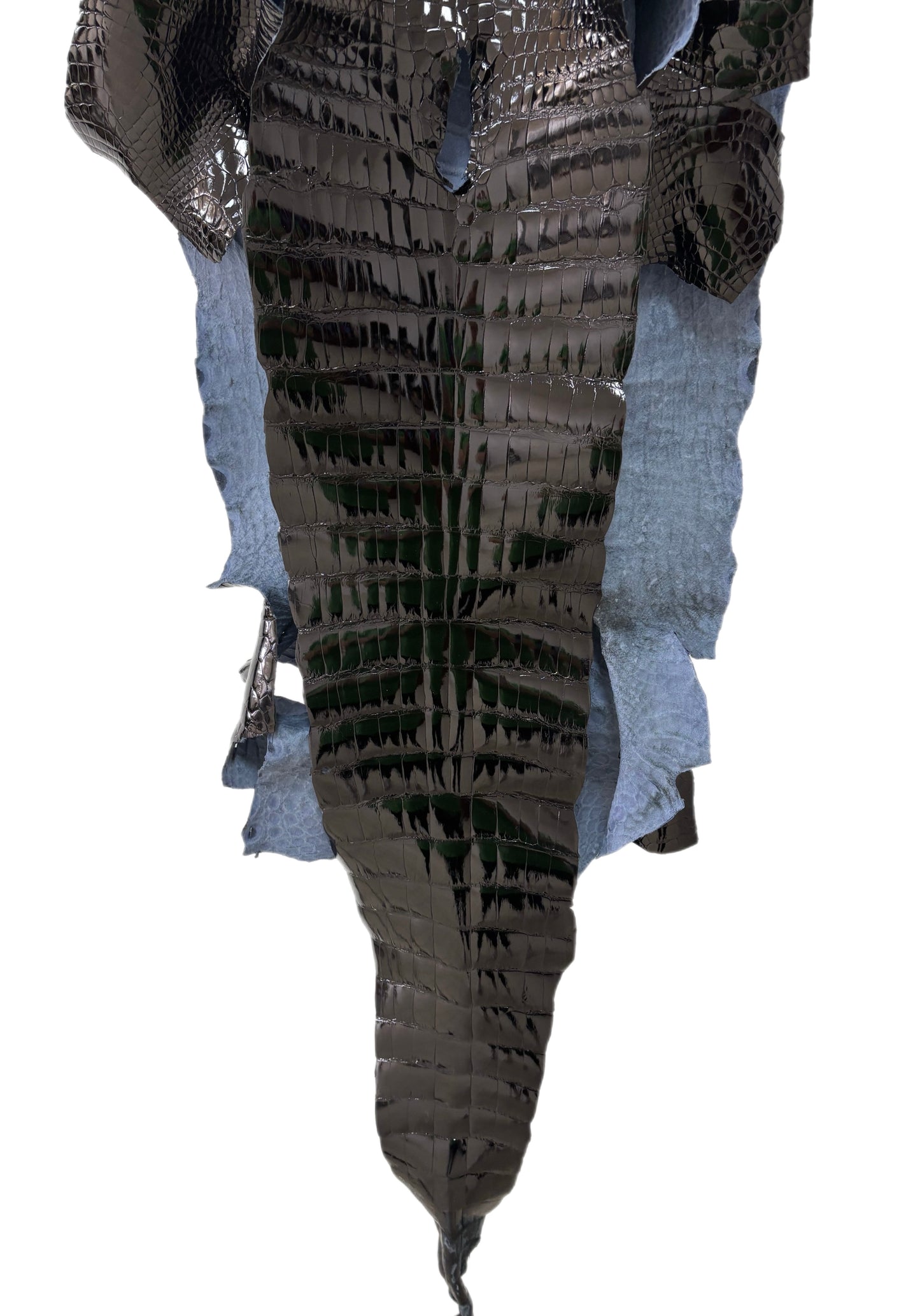 43 cm Grade 1 Black Glazed Wild American Alligator Leather - Tag: LA25-0012850