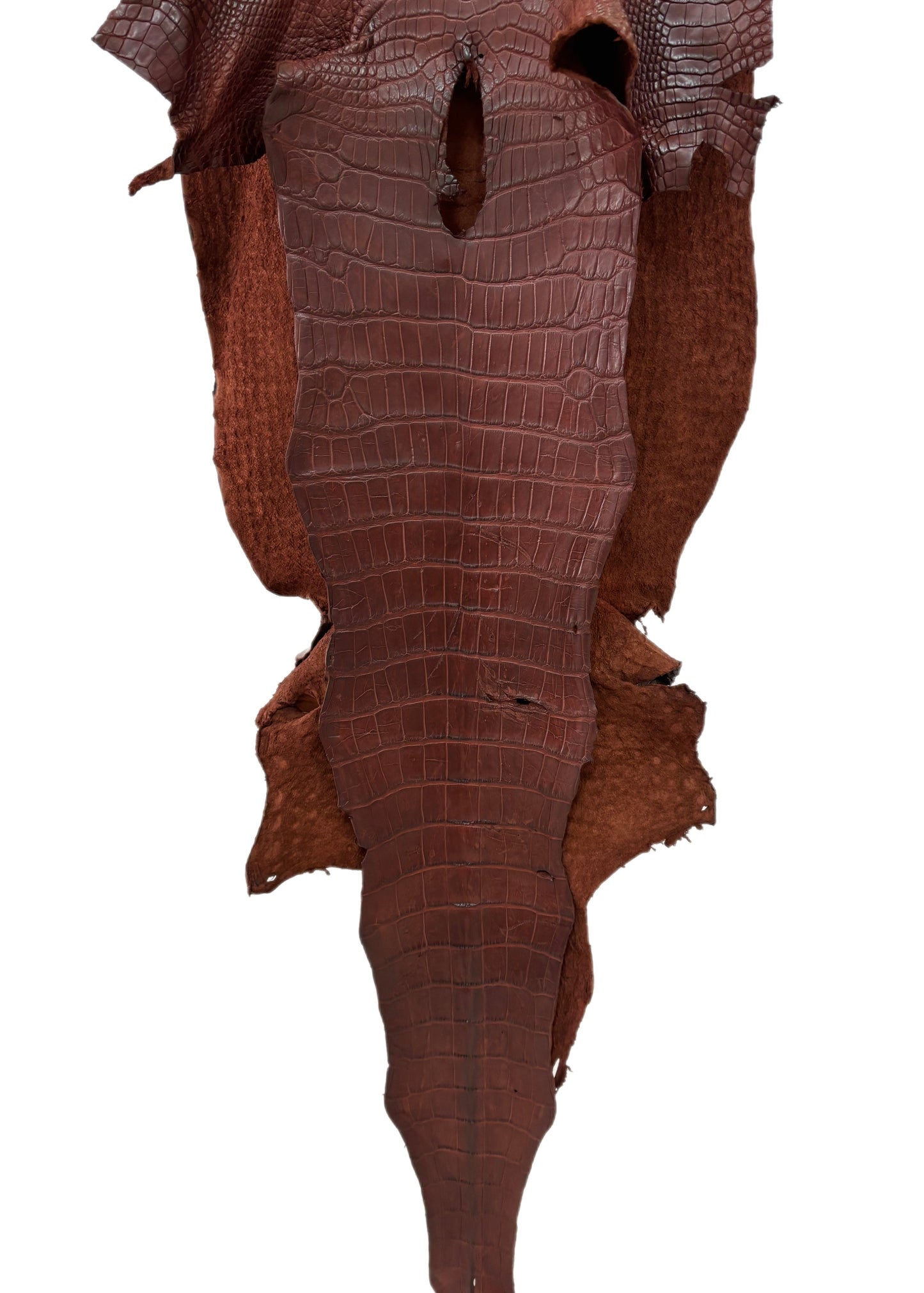 43 cm Grade 3/4 Italian Gold Matte Wild American Alligator Leather - Tag: LA23-0016557