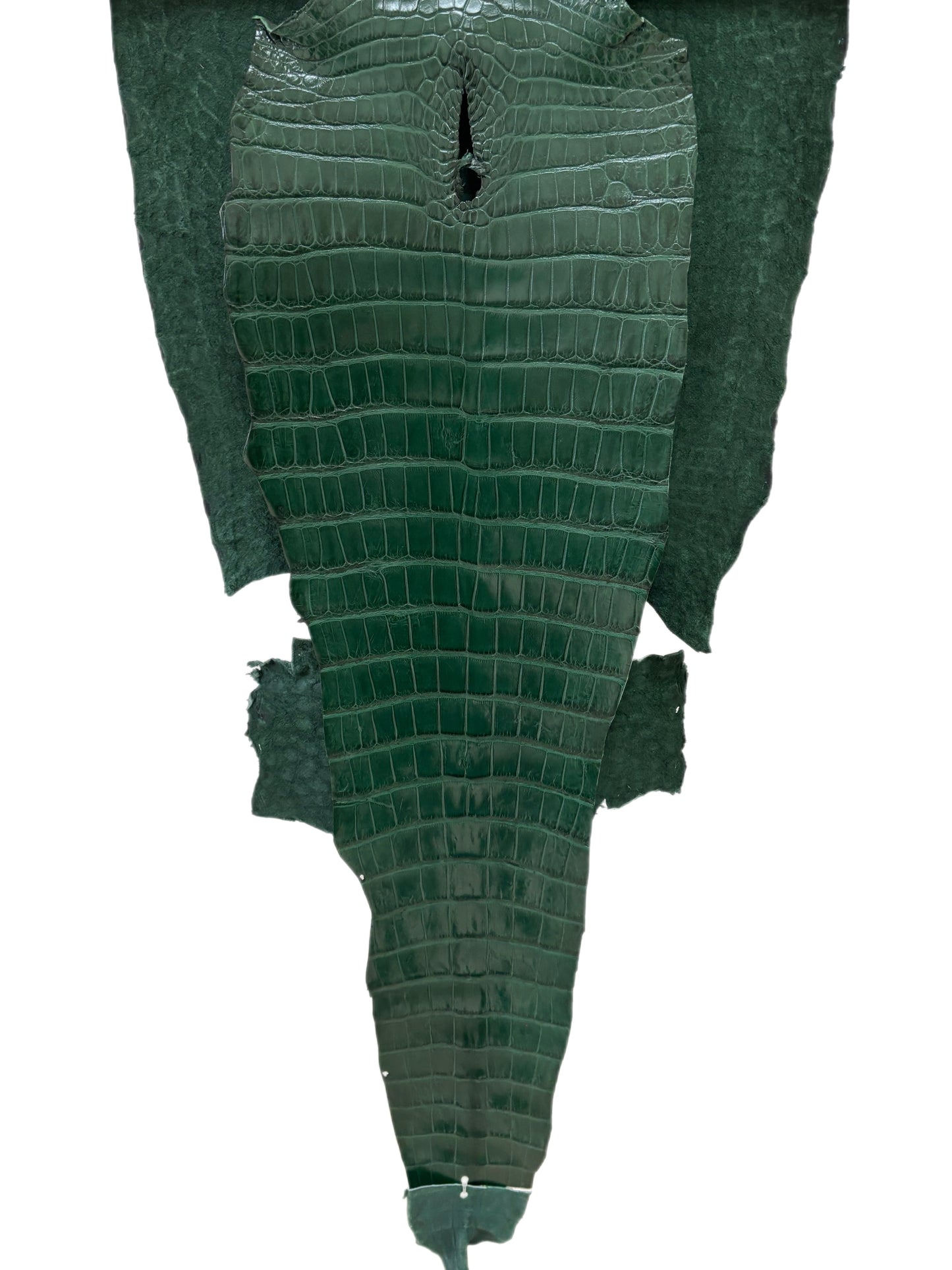 44 cm Grade 1/2 Forest Green Millennium Wild American Alligator Leather - Tag: LA16-0036596