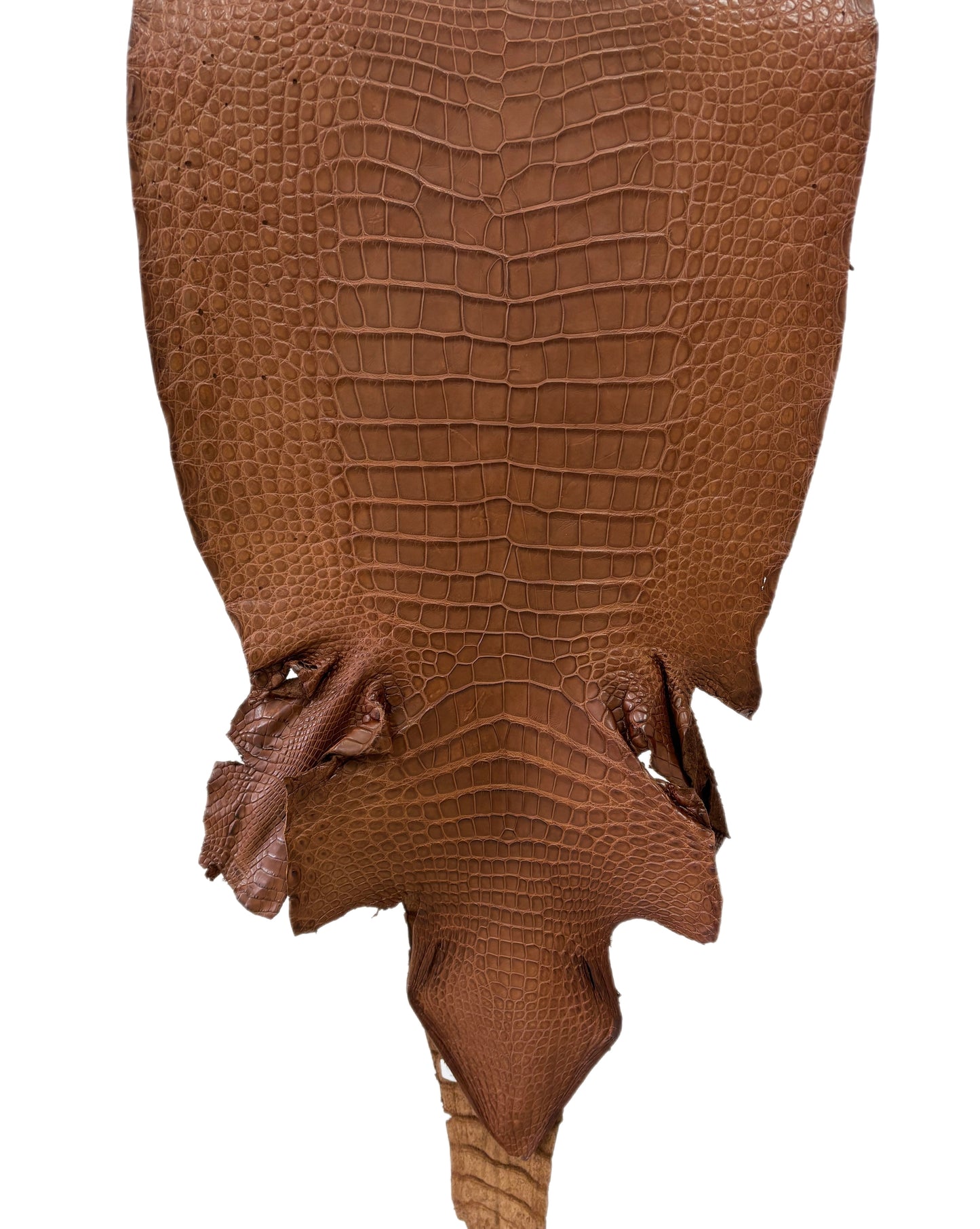 41 cm Grade 3/4 Cigar Matte Wild American Alligator Leather - Tag: LA22-0021062