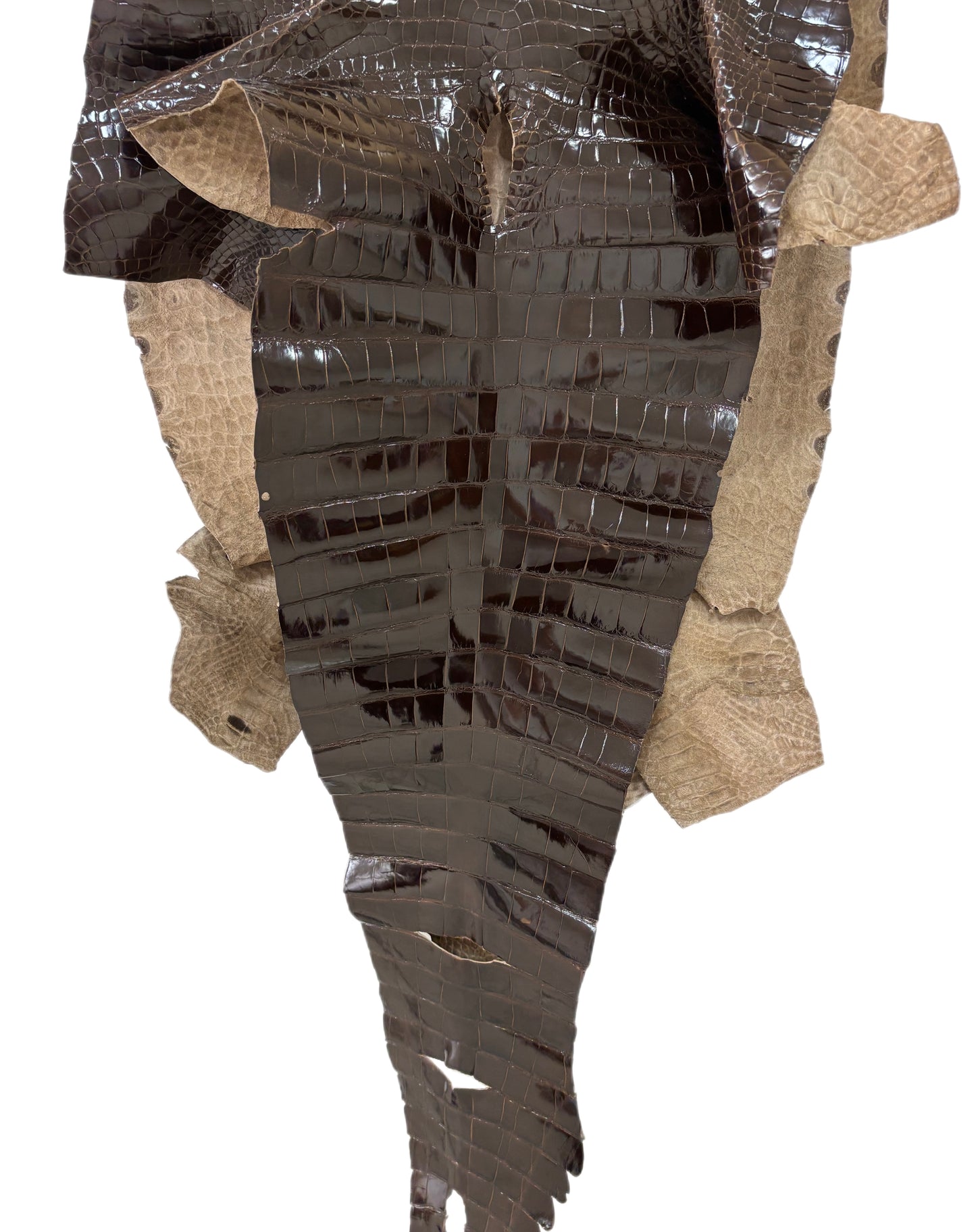 55 cm Grade 1/2 Sport Rust Brown Glazed Farm-Raised American Alligator Leather - Tag: LA14-0065785