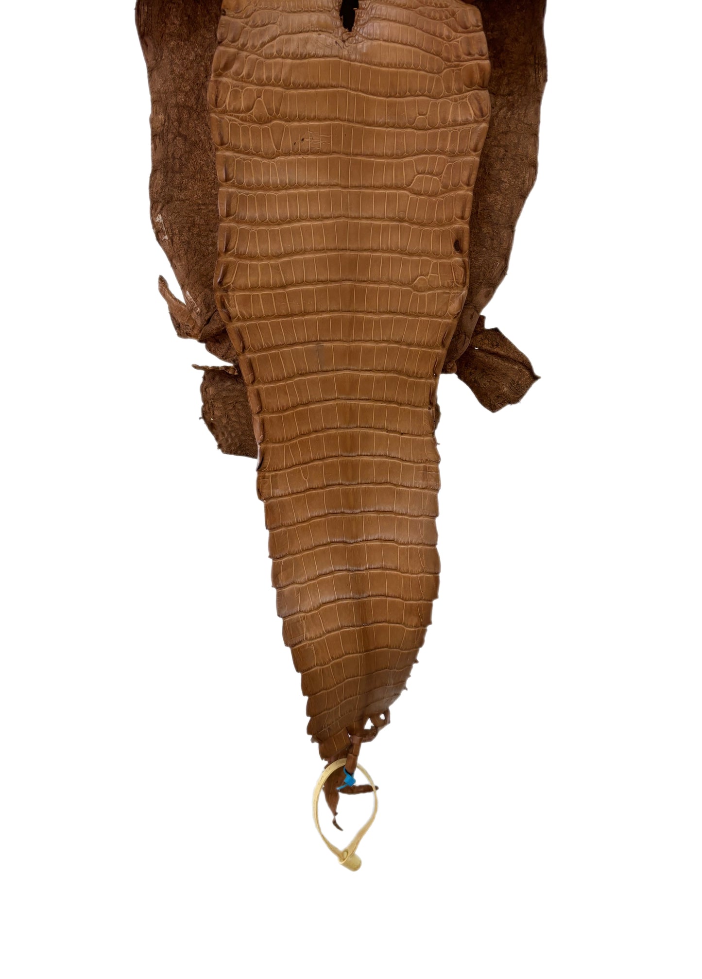 22 cm Grade 3/4 Almond Matte Wild American Alligator Leather - Tag: FL09-0058895