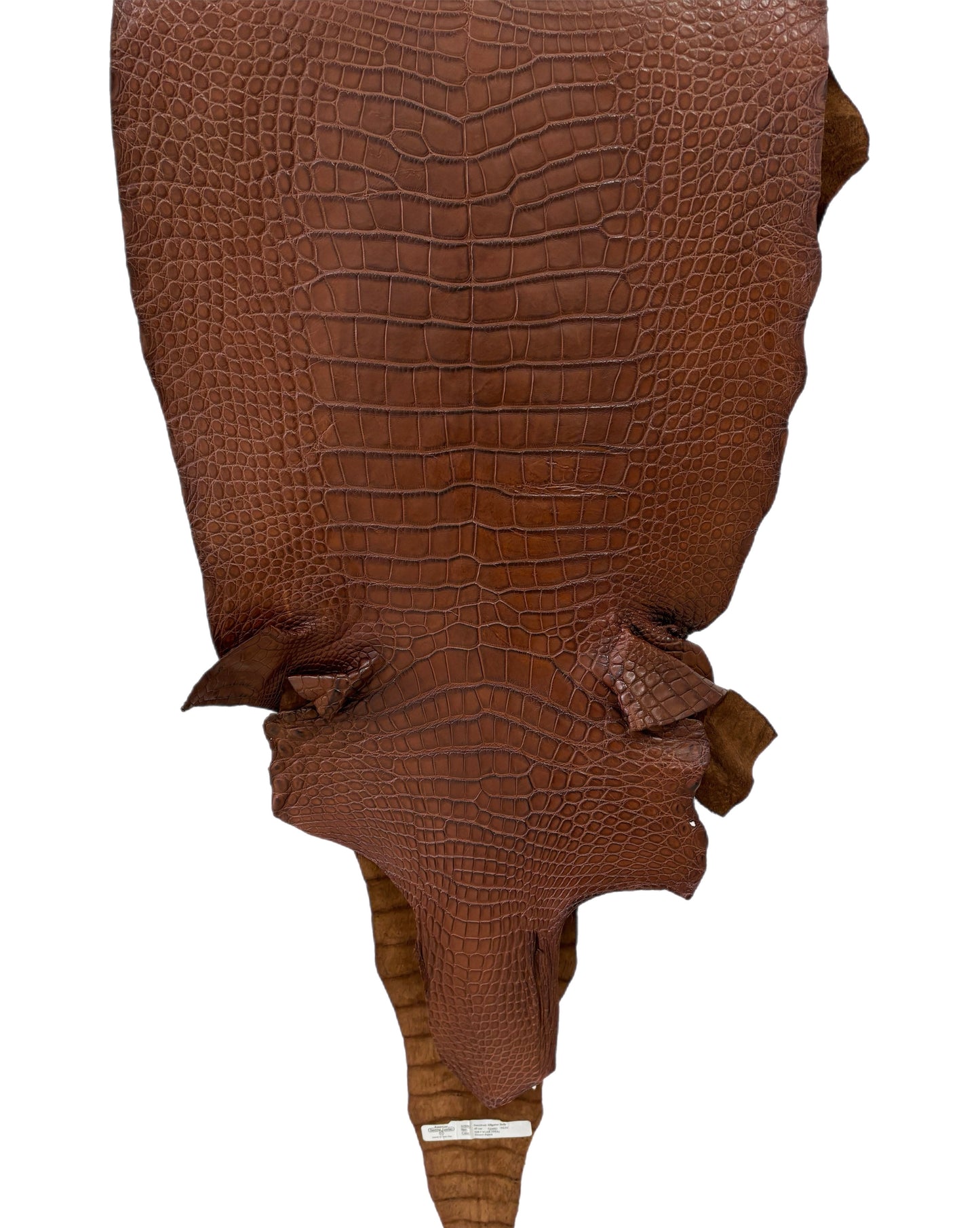 45 cm Grade 3/4 Cigar Matte Wild American Alligator Leather - Tag: LA19-0038488