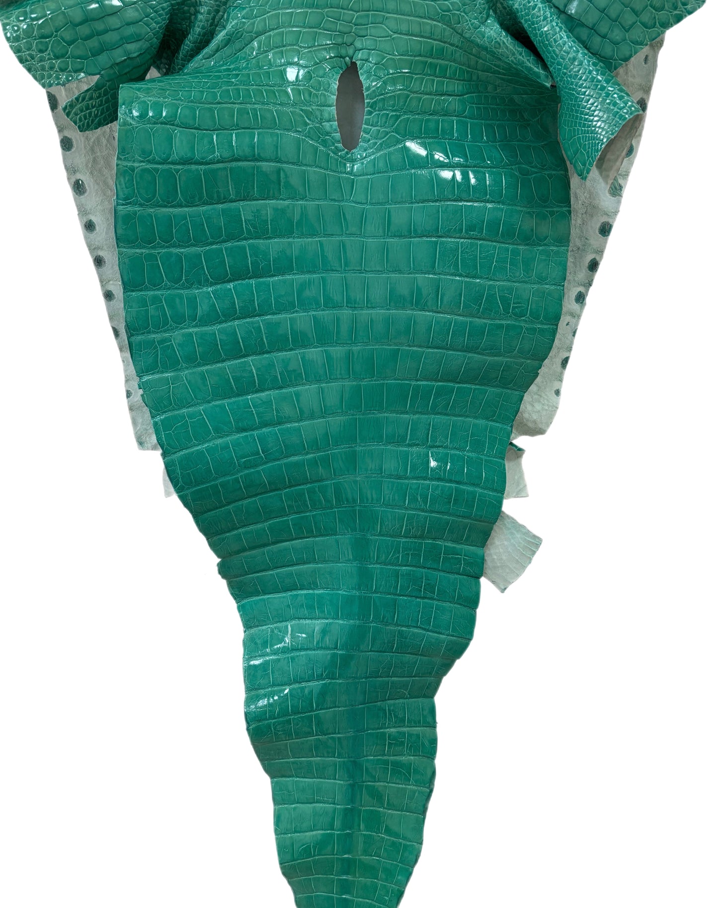 61 cm Grade 3/4 Tiffany Blue Glazed Farm Raised American Alligator Leather - Tag: FL14-0004055