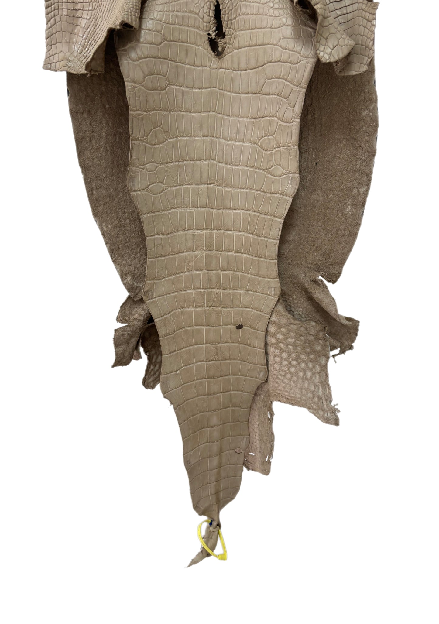 44 cm Grade 2/3 Oatmeal Matte Wild American Alligator Leather - Tag: LA25-0004441