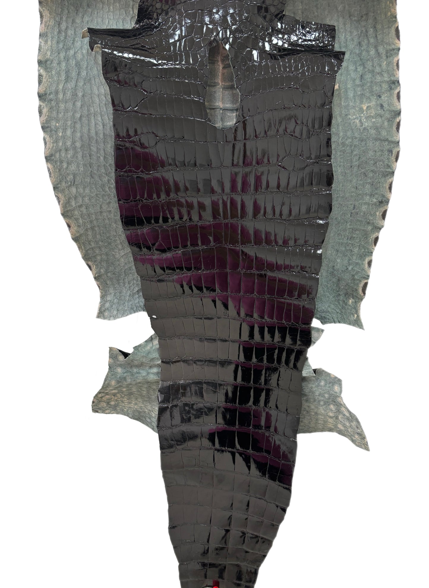 48 cm Grade 4/5 Black Glazed Wild American Alligator Leather - Tag: ITCC-0539903