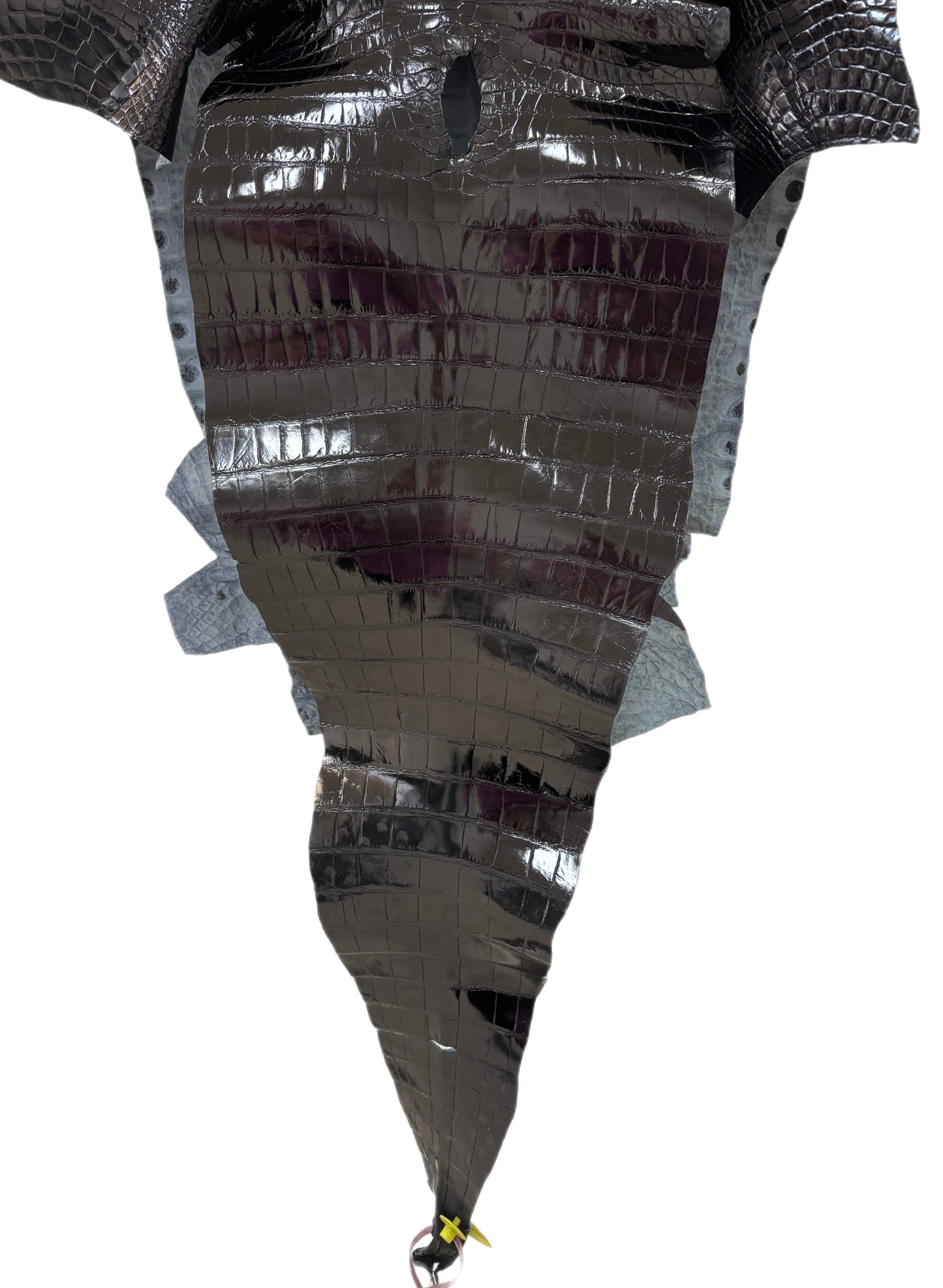 47 cm Grade 2/3 Black Glazed Farm-Raised American Alligator Leather - Tag: FL14-0004004