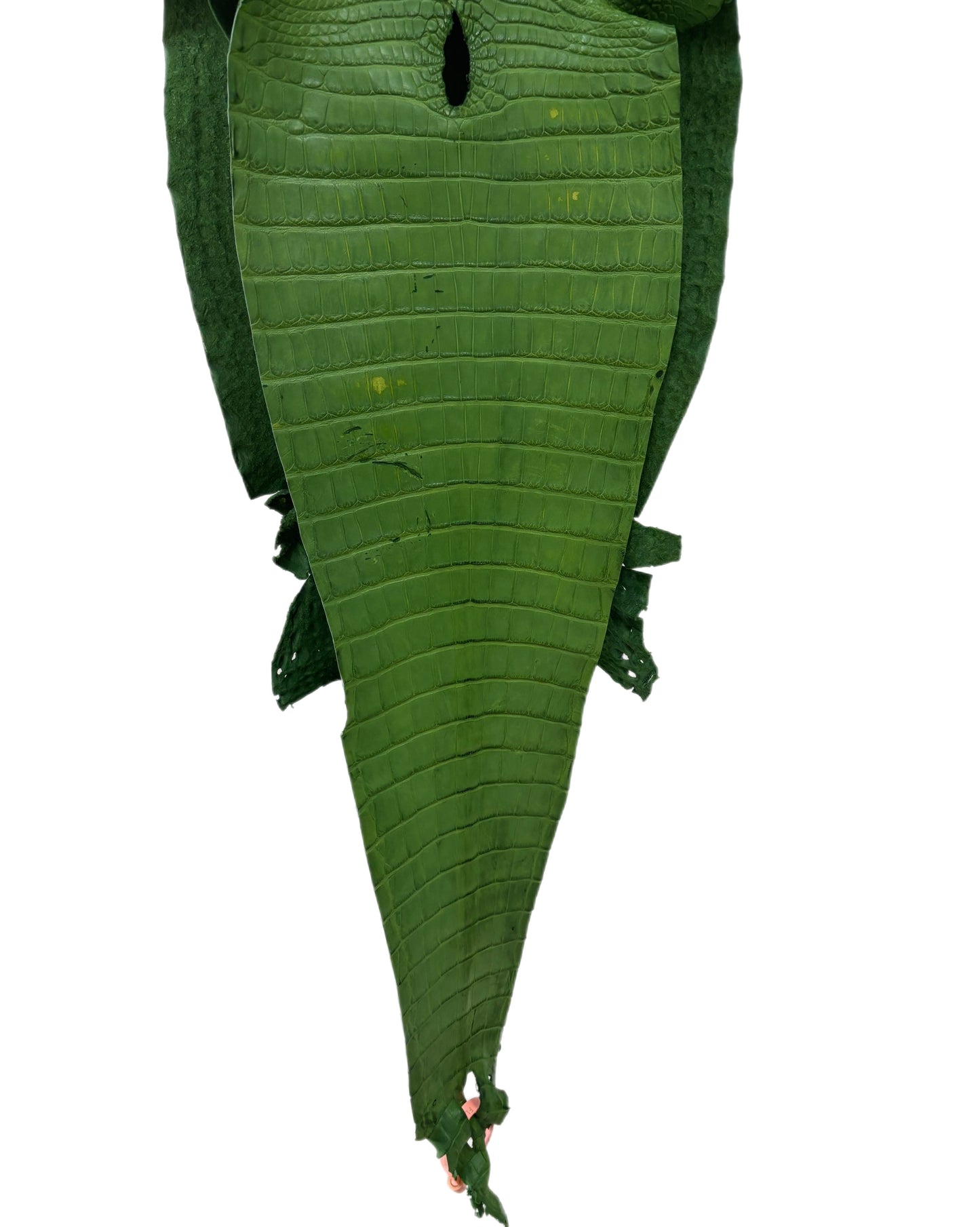 30 cm Grade 3/4 Jungle Green Matte Farm-Raised American Alligator Leather - Tag: FL21-0023988