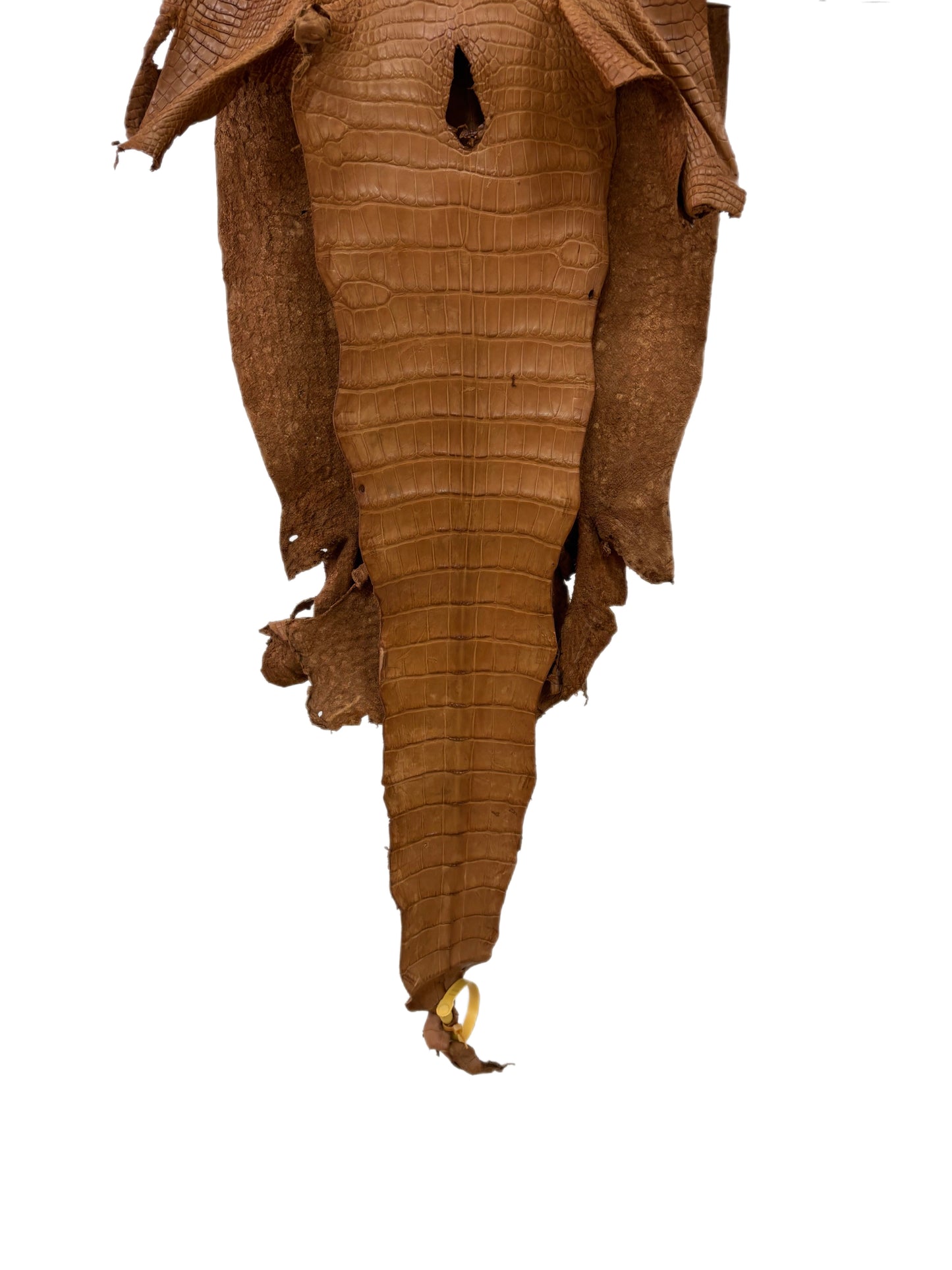 35 cm Grade 3/4 Almond Matte Wild American Alligator Leather - Tag: LA23-0028477