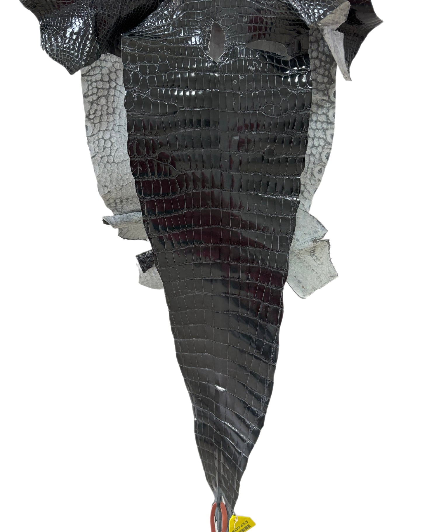 34 cm Grade 2/3 Grey Glazed Farm-Raised American Alligator Leather - Tag: GA14-0021728