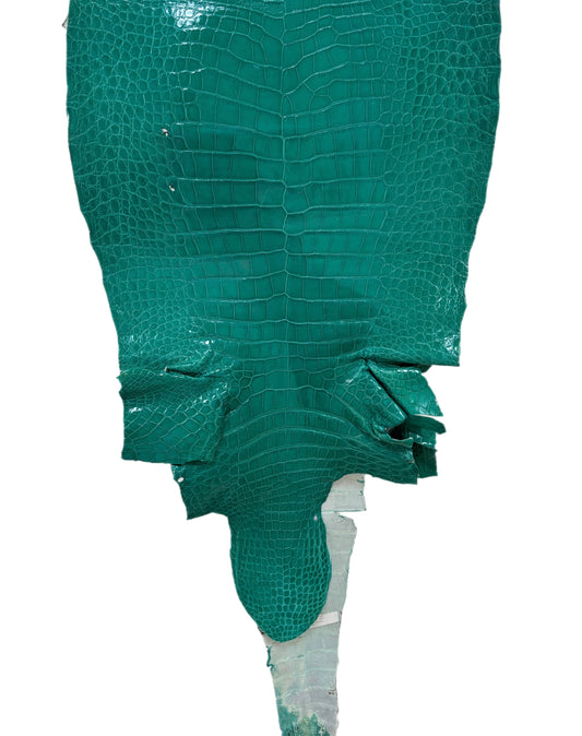 43 cm Grade 3/4 Tiffany Blue Glazed Wild American Alligator Leather - Tag: LA14-0010222
