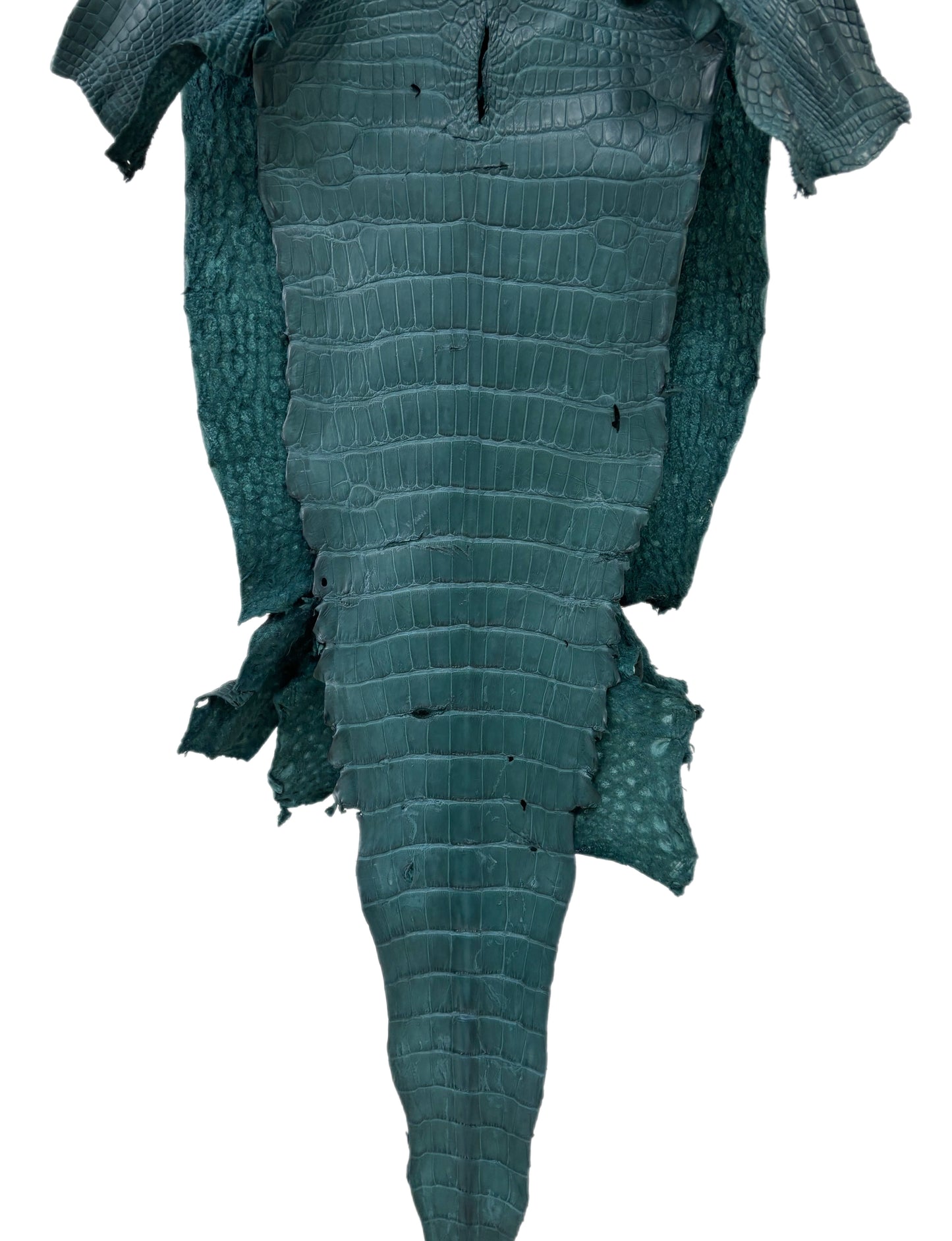 35 cm Grade 2/3 Teal Matte Wild American Alligator Leather - Tag: LA23-0049963