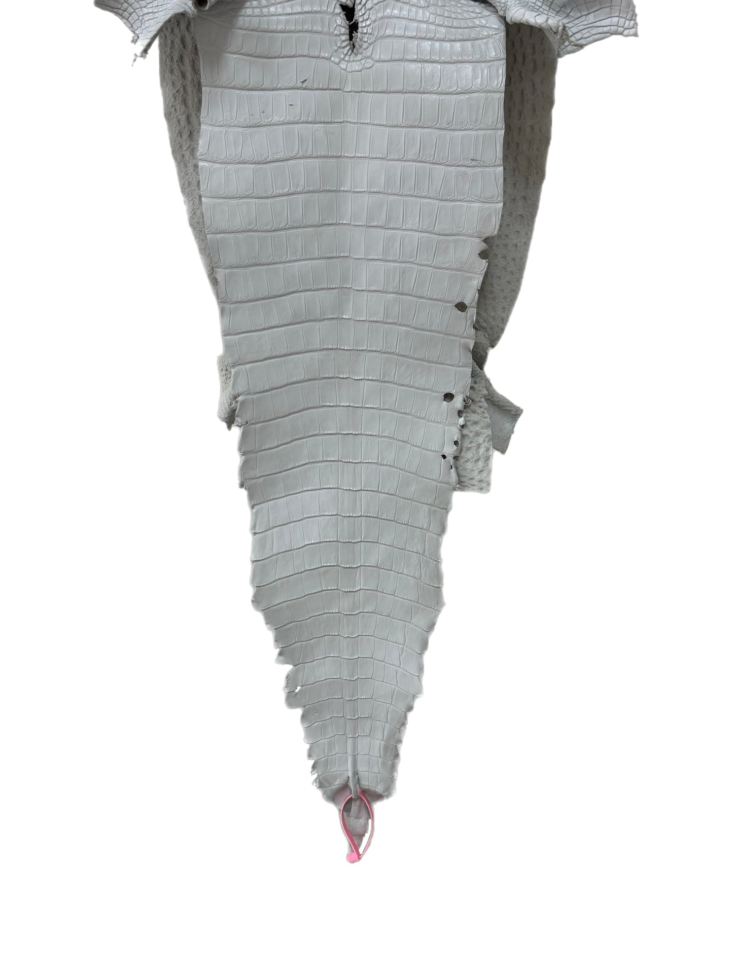 36 cm Grade 2/3 White Matte Farm-Raised American Alligator Leather - Tag: FL21-0024377