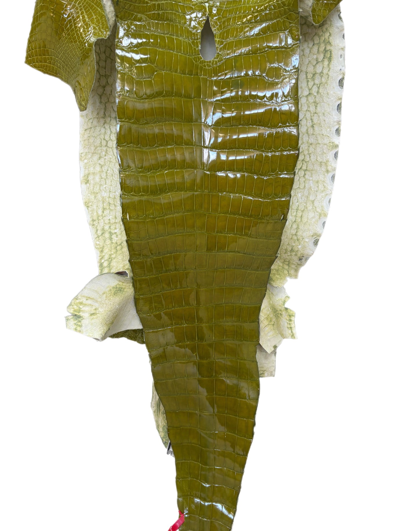 CLOSEOUT | 38 cm Grade 3/4 Muguet Glazed Wild American Alligator Leather - Tag: CCIT-0539923