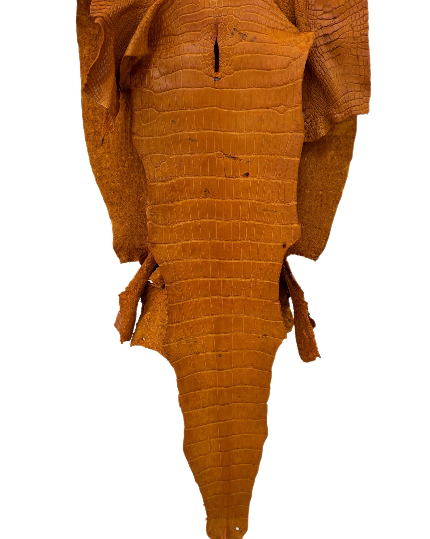 41 cm Grade 4/5 Buttercup Matte Wild American Alligator Leather - Tag: LA23-0051760