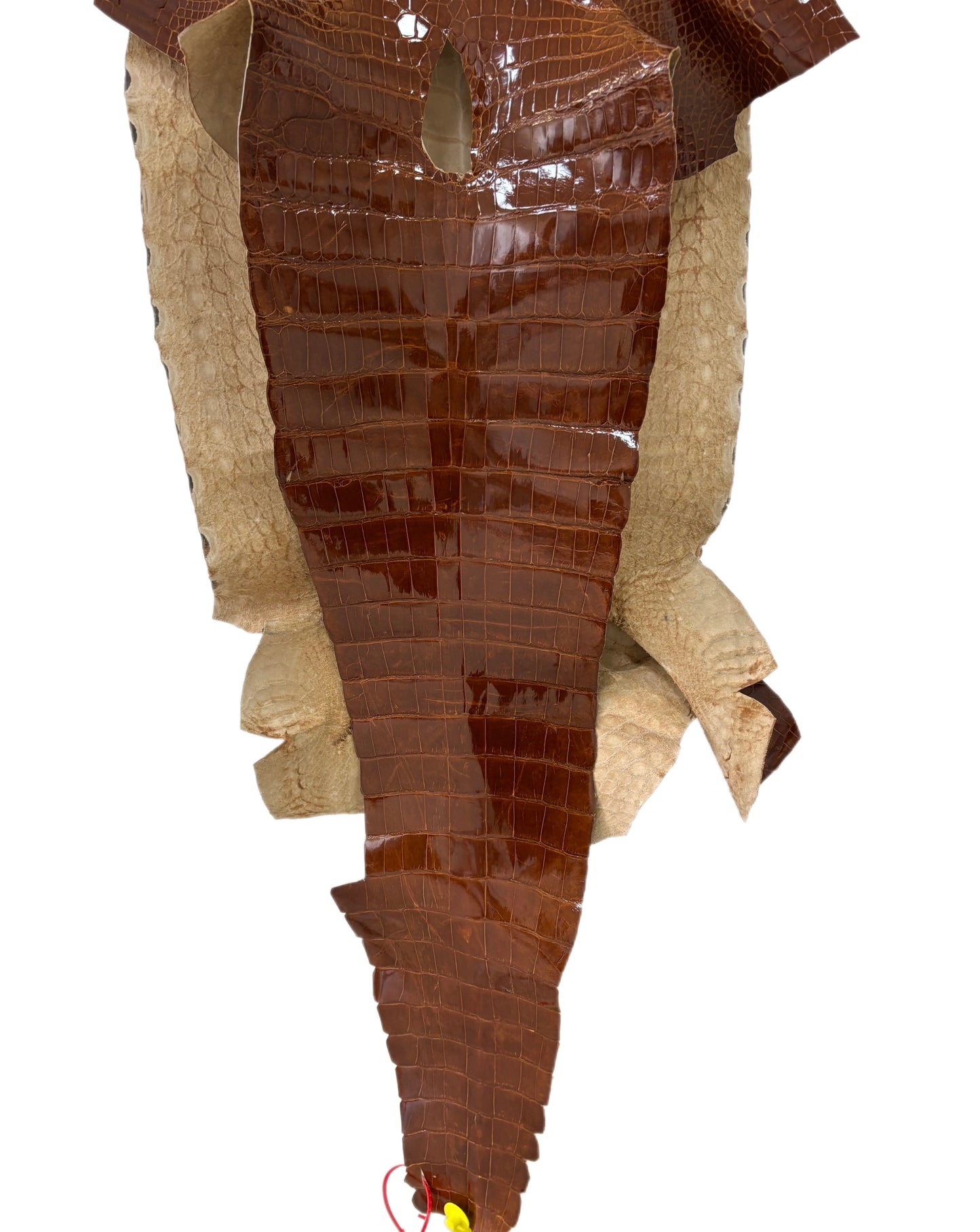43 cm Grade 2/3 Cognac Glazed Wild American Alligator Leather - Tag: ITCC-0539962