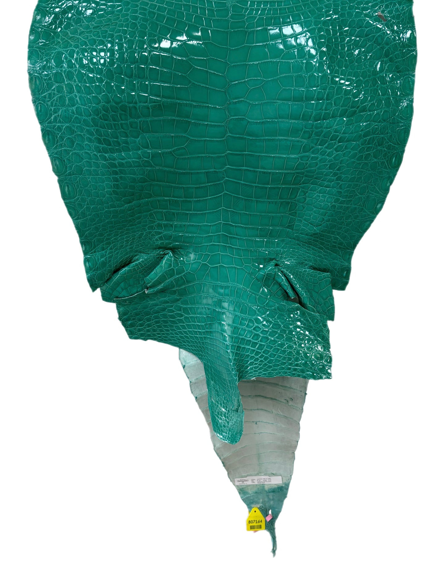 51 cm Grade 2/3 Tiffany Blue Glazed Wild American Alligator Leather - Tag: FL14-0003648