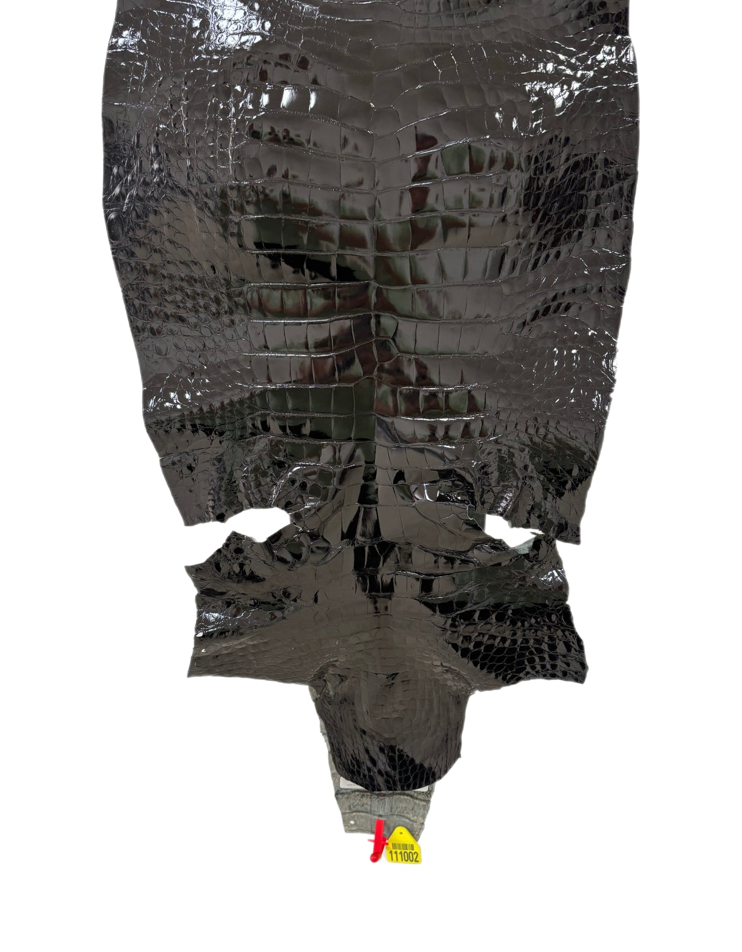 43 cm Grade 2/3 Black Glazed Wild American Alligator Leather - Tag: ITCC-0539878