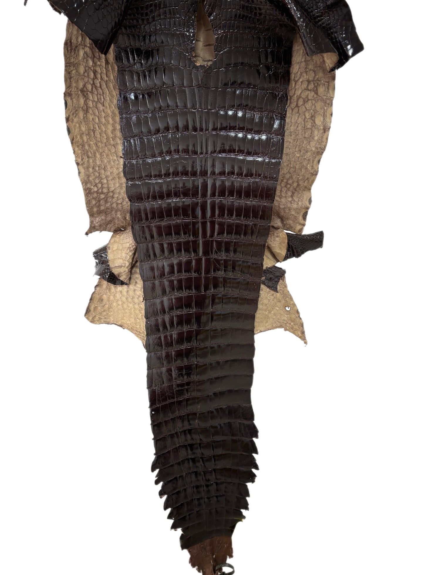 43 cm Grade 2/3 Sport Rust Brown Glazed Wild American Alligator Leather - Tag: FL98-0036481
