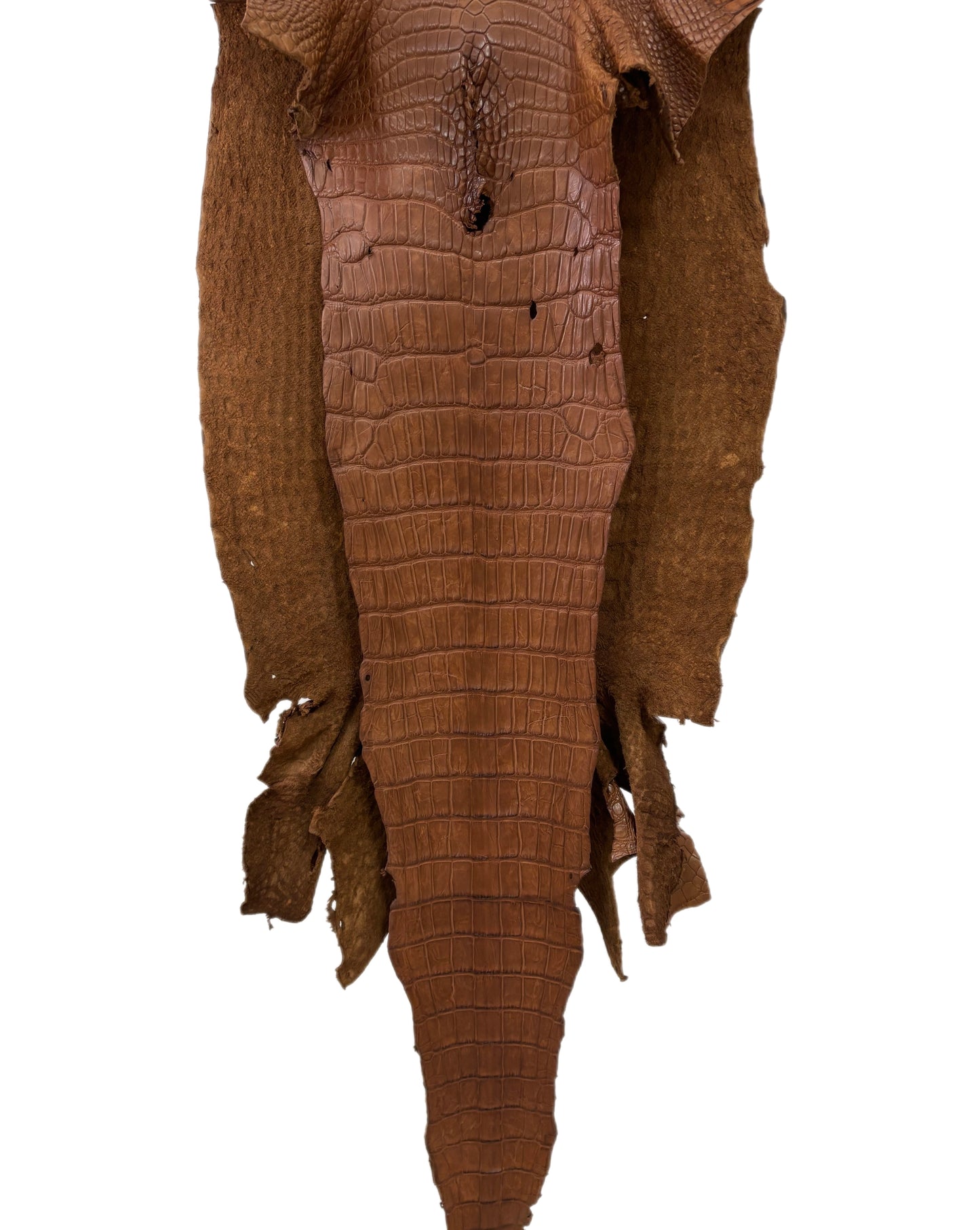 43 cm Grade 4/5 Cigar Matte Wild American Alligator Leather - Tag: LA22-0016754